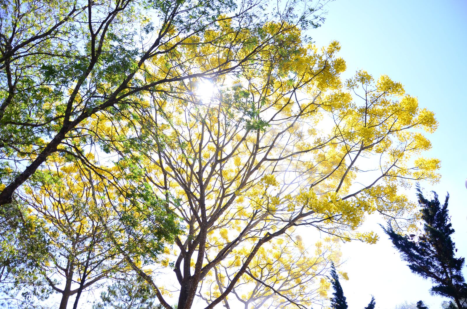 Nikon D5100 sample photo. Autumn, yellow flowers, phoenix photography