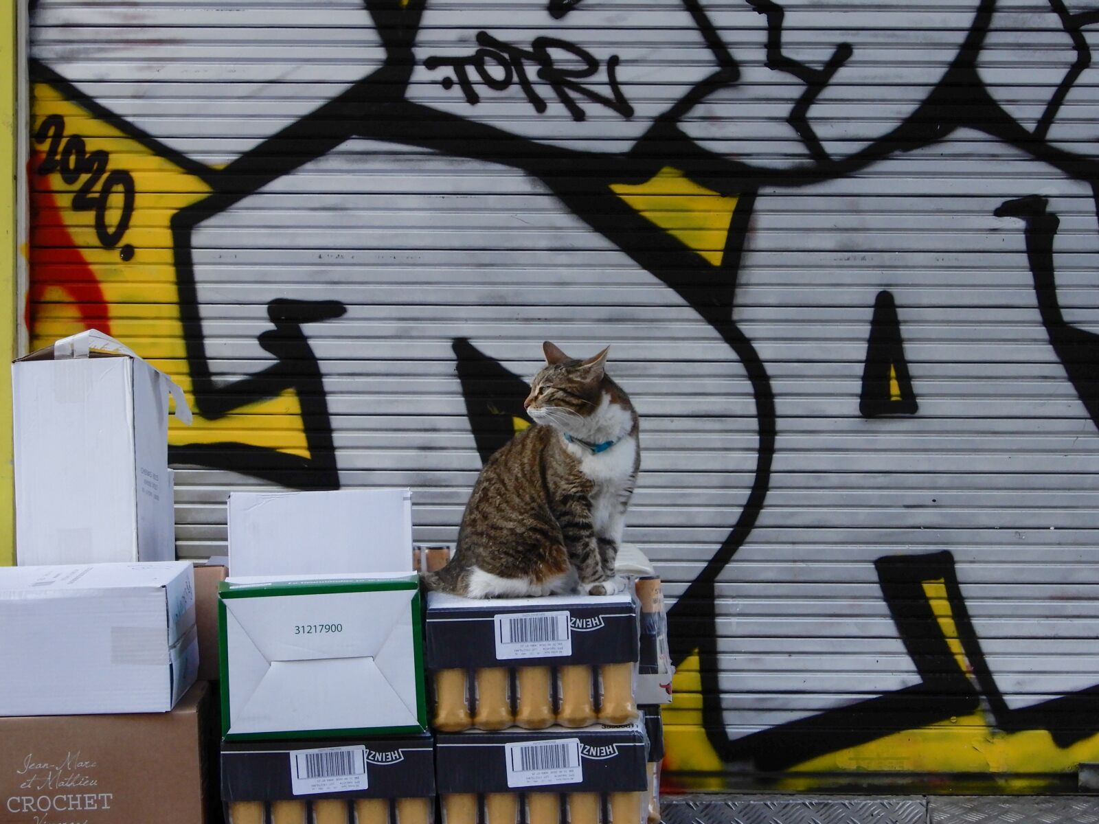Nikon Coolpix A900 sample photo. Cat, street, paris photography