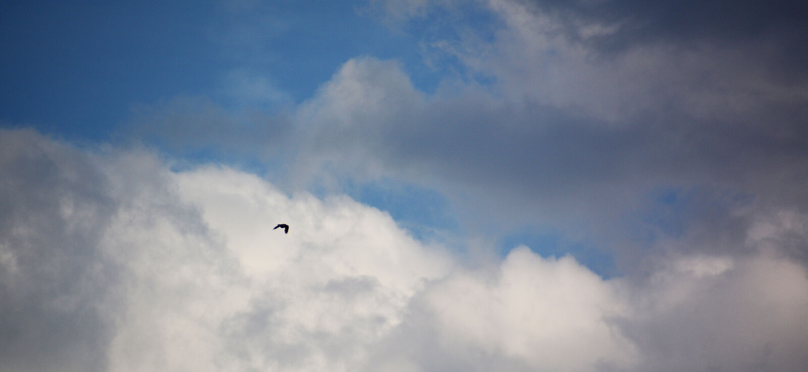 Nikon D7100 sample photo. Bird, fly, sky photography