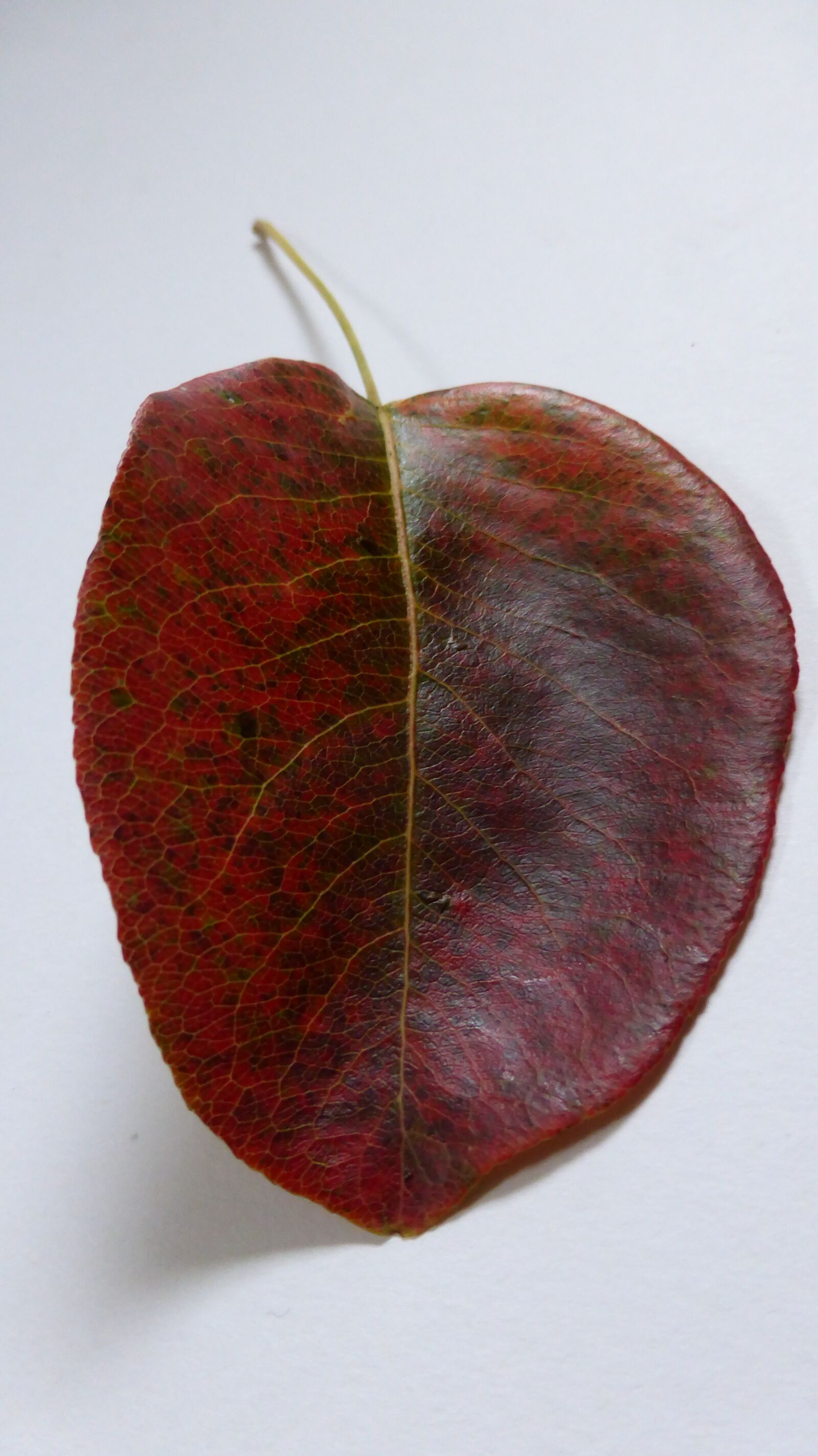 Panasonic DMC-TZ41 sample photo. Leaf, pear, autumn photography