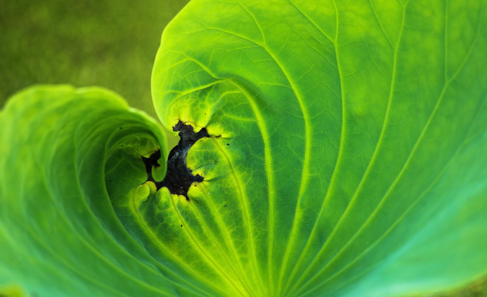 Nikon D7100 sample photo. Leaf, flora, nature photography