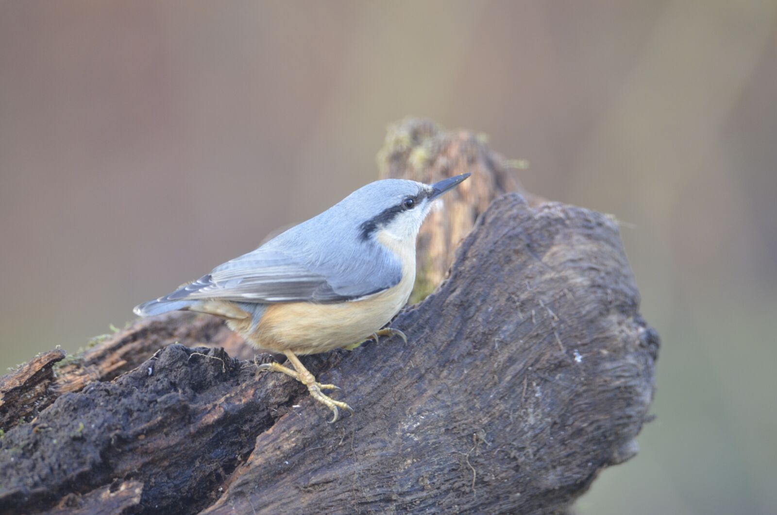 Nikon D7000 sample photo. Bluetit, nature, bird photography