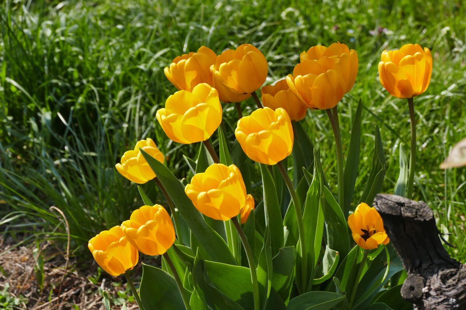 Panasonic Lumix DMC-FZ1000 sample photo. Spring, tulips, meadow photography