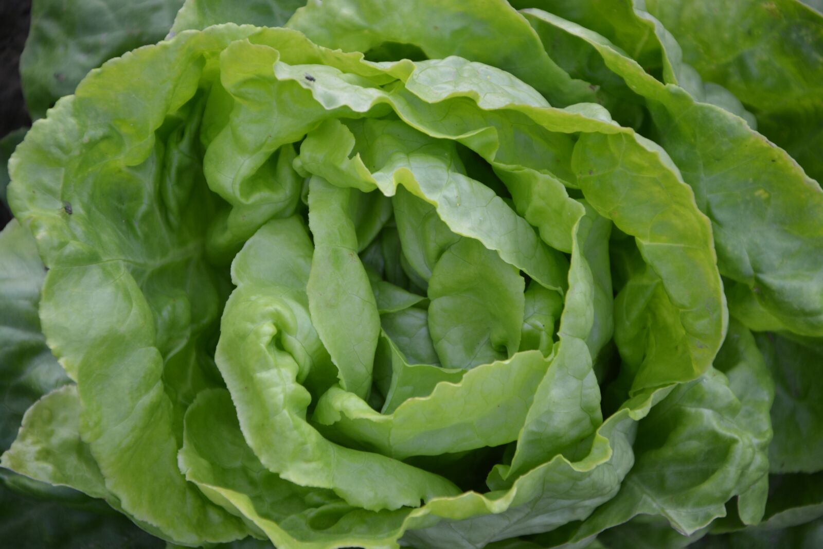 Nikon D5200 sample photo. Lettuce, green, eat photography