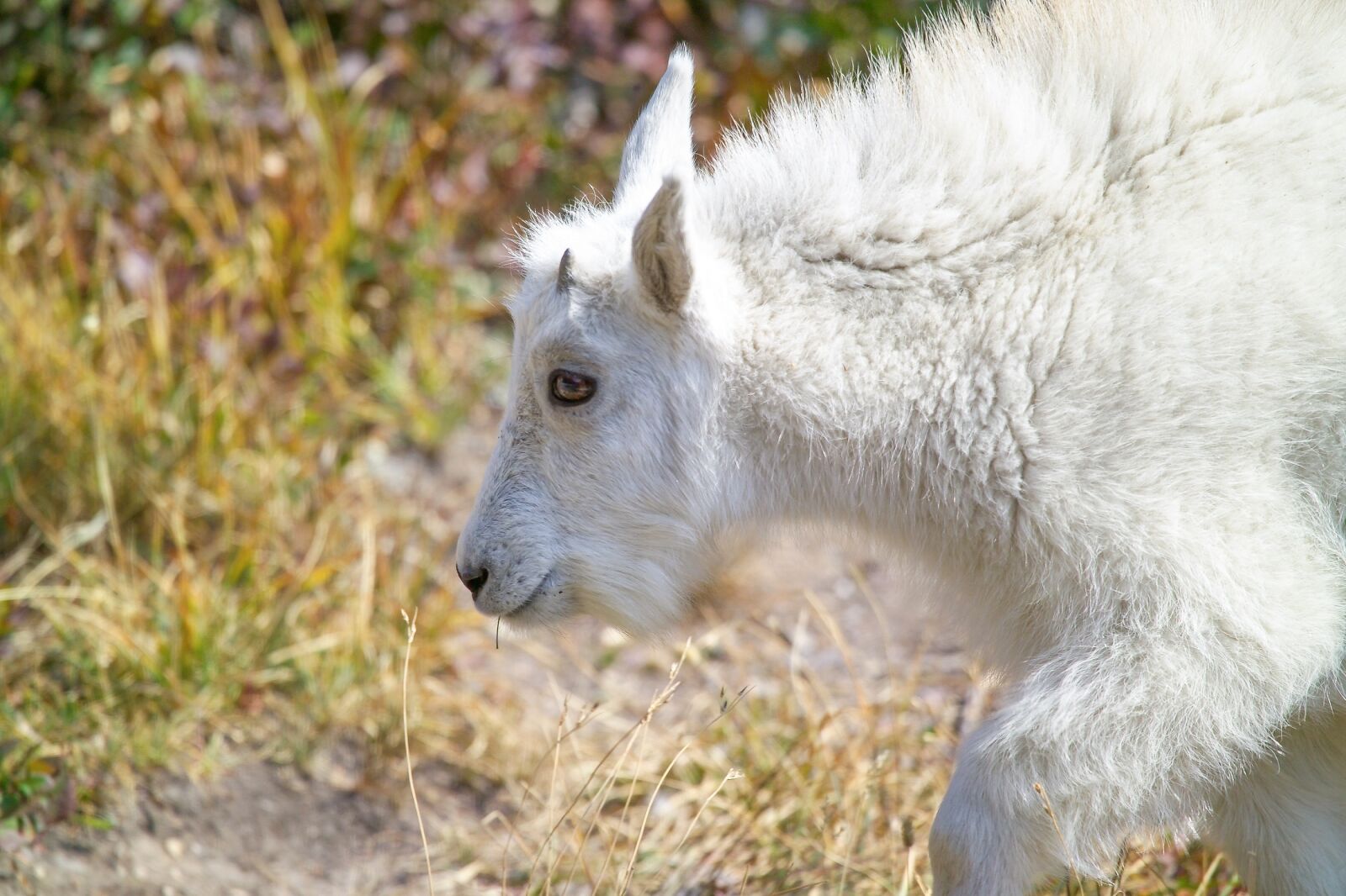 Kodak DCS Pro SLR/c sample photo. Mountain goat, kid, mammal photography