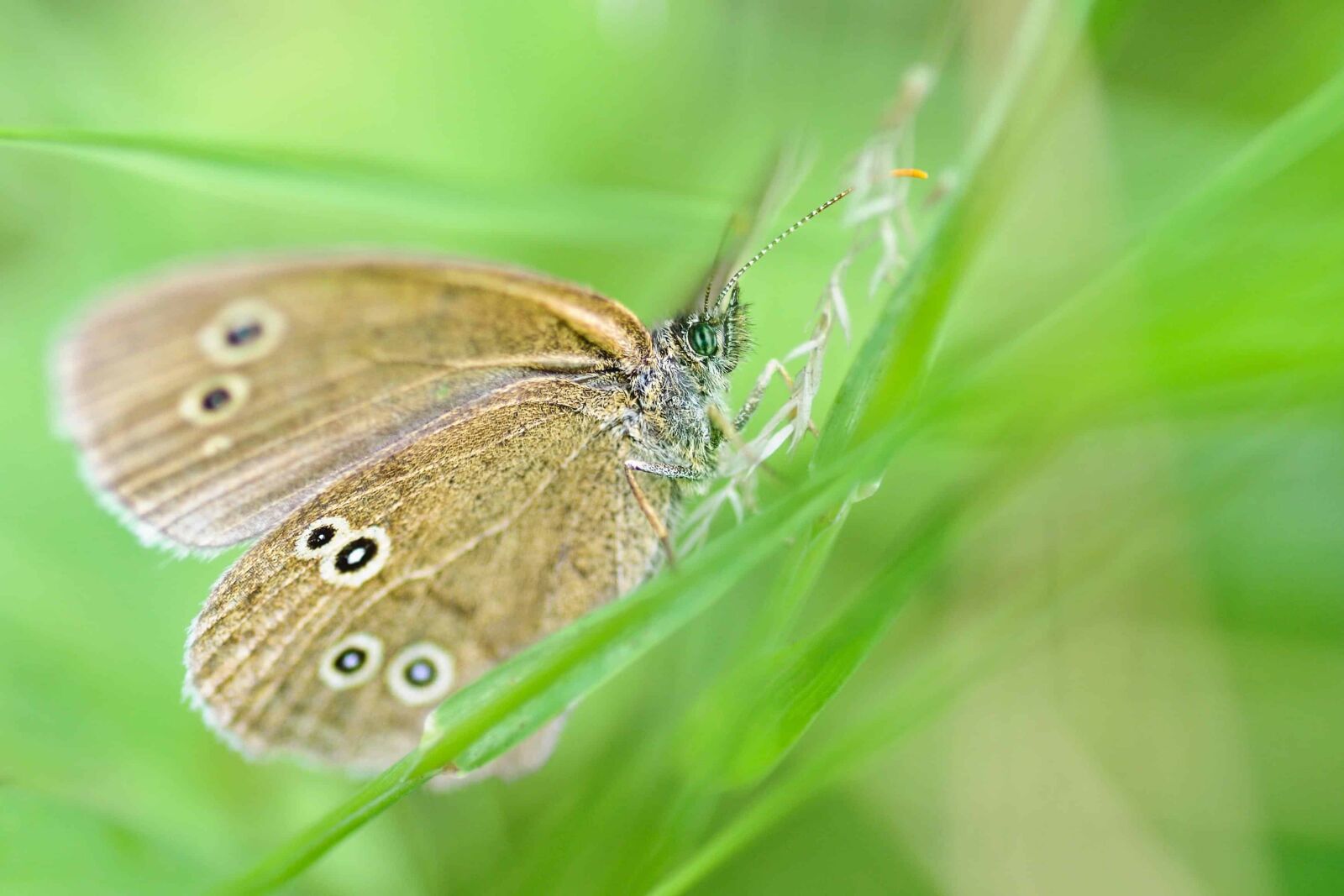 Nikon D300 sample photo. Wildlife, flora, summer, garden photography