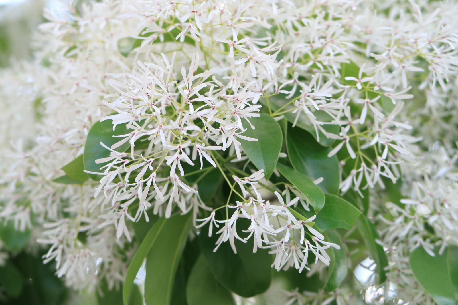 Canon PowerShot G7 X Mark II sample photo. Natural, plant, flowers photography