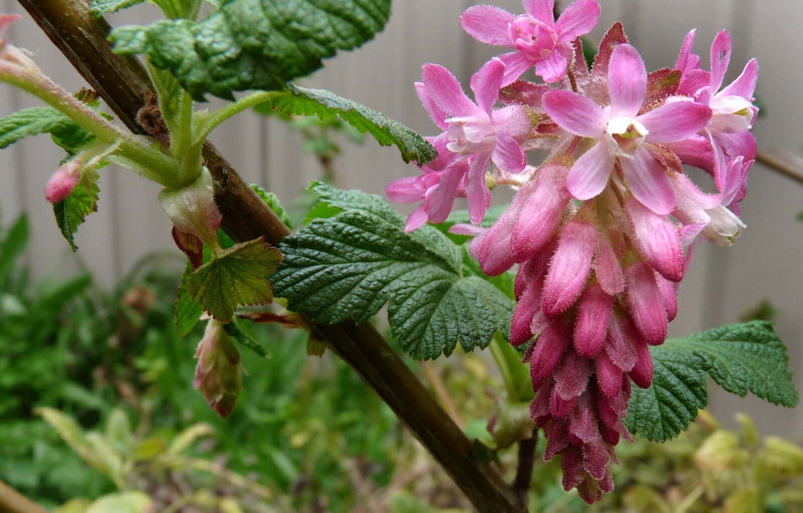Panasonic Lumix DMC-FZ28 sample photo. Shrub, pink, flowering photography