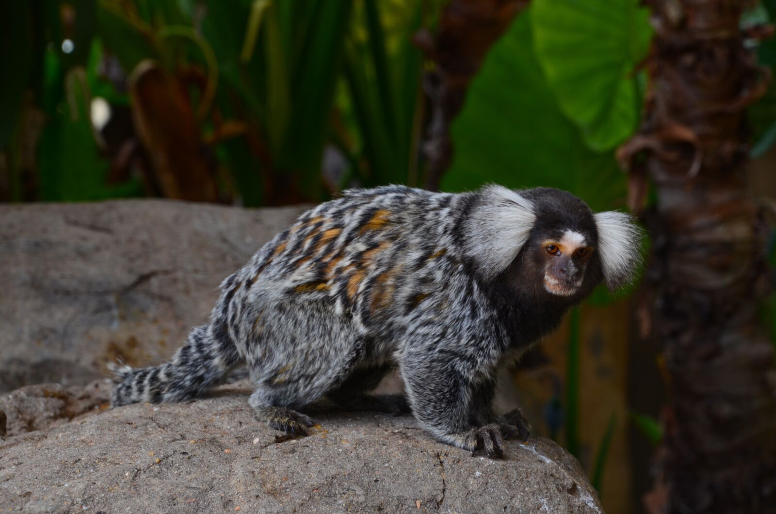 Nikon D5100 sample photo. Africa, marmoset, wild animal photography