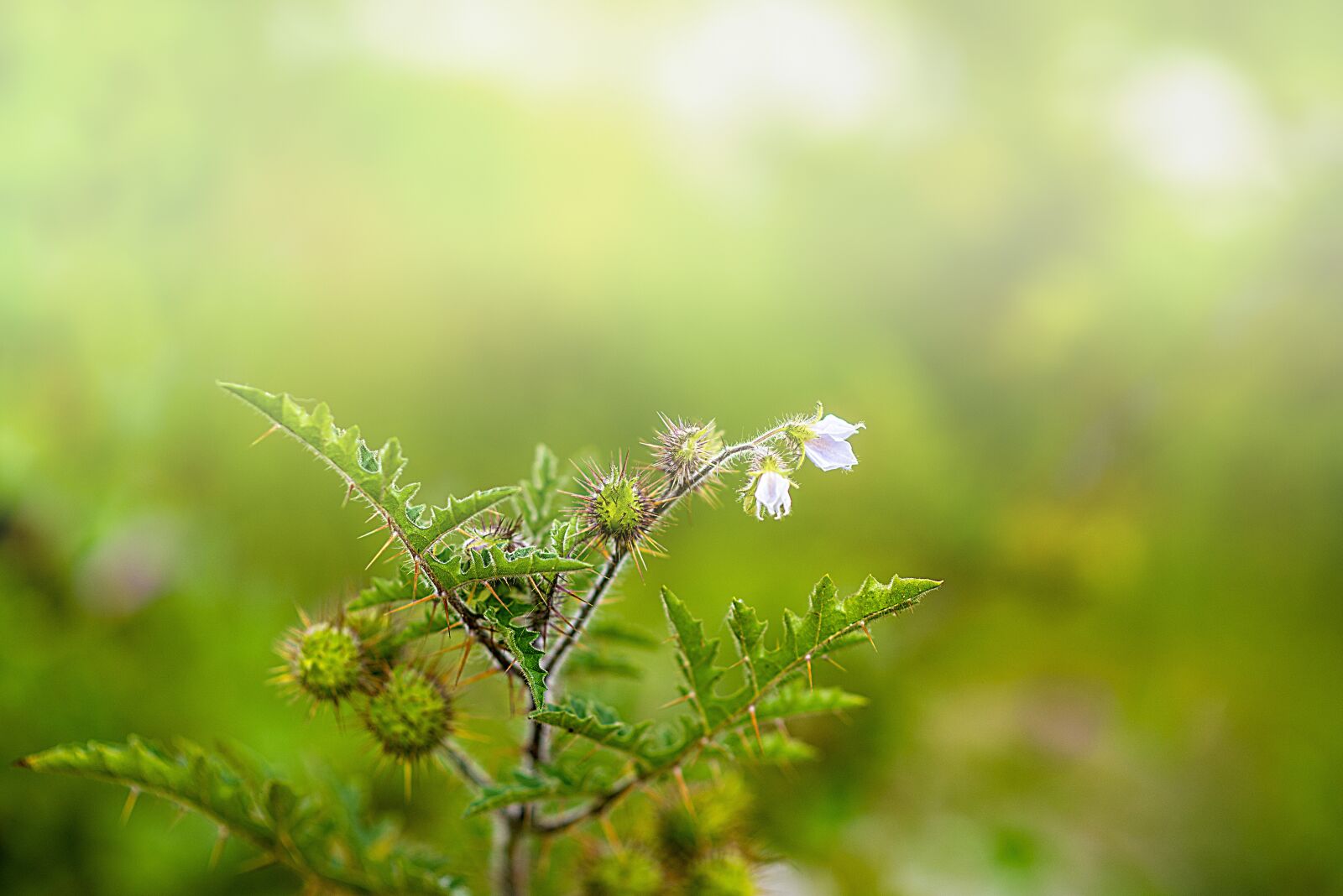 Nikon D600 sample photo. Flower, nature, plant photography