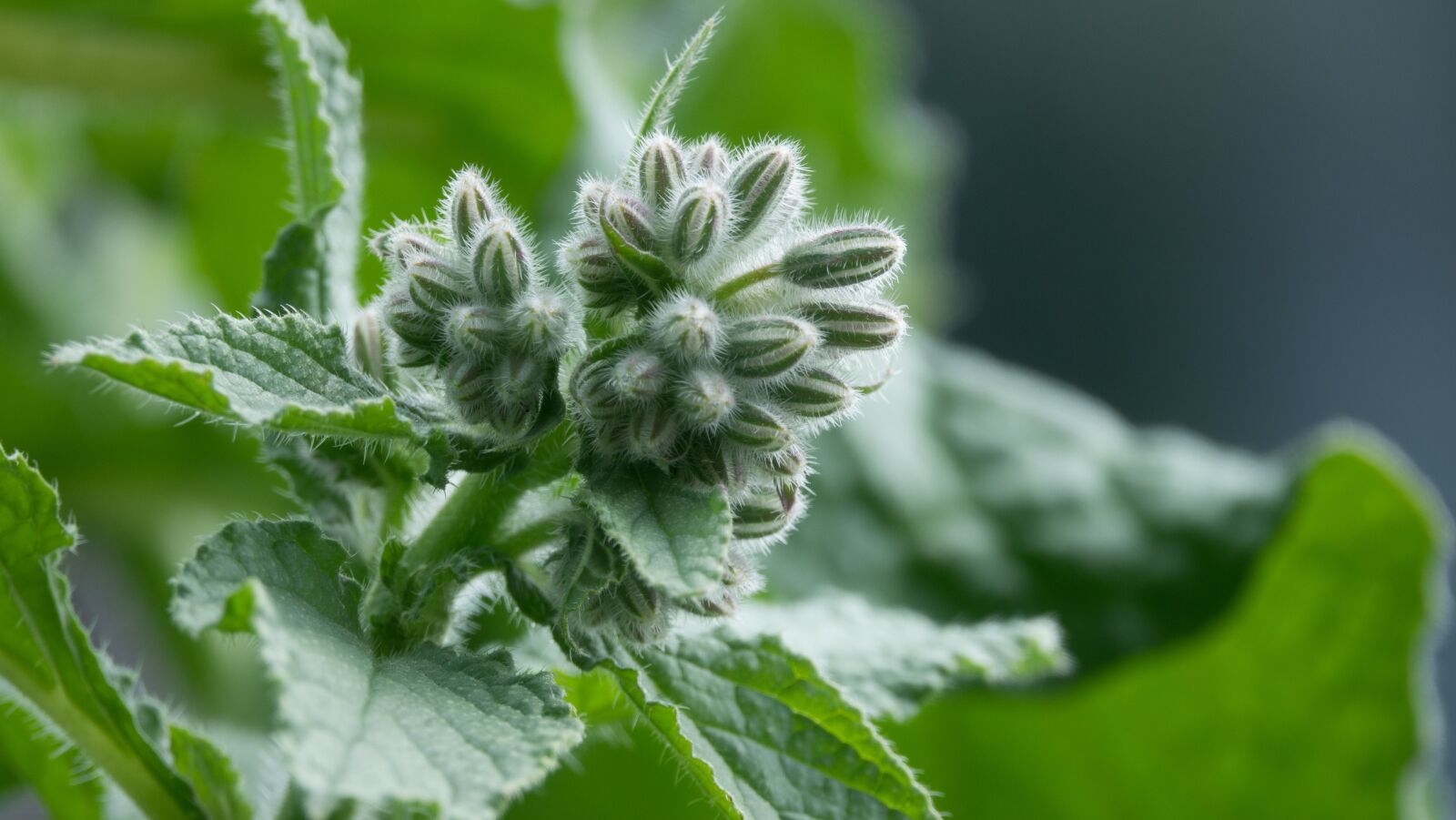 Sony Cyber-shot DSC-RX10 III sample photo. Borage, borago officinalis, plant photography