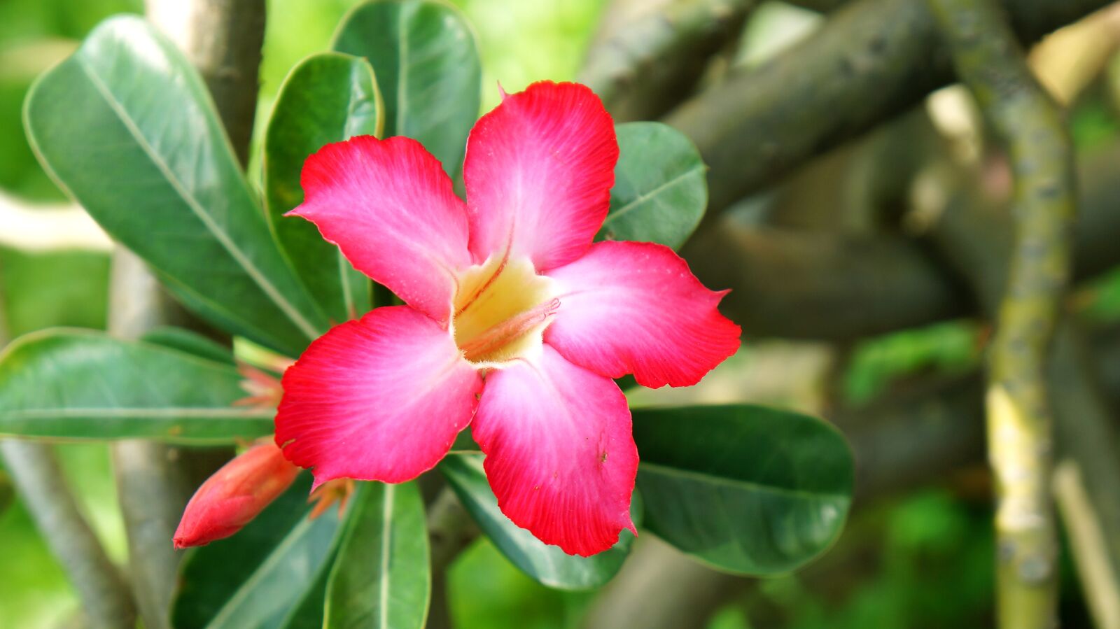 Sony Alpha NEX-F3 + Sony E 18-55mm F3.5-5.6 OSS sample photo. Porcelain flowers, red, natural photography