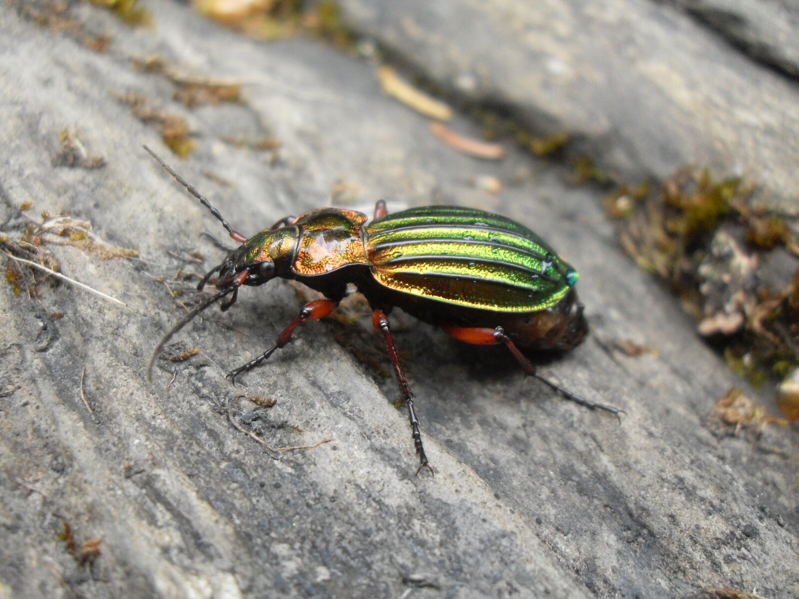 Samsung VLUU L100, M100  / Samsung L100, M100 sample photo. Beetle, wood, insect photography