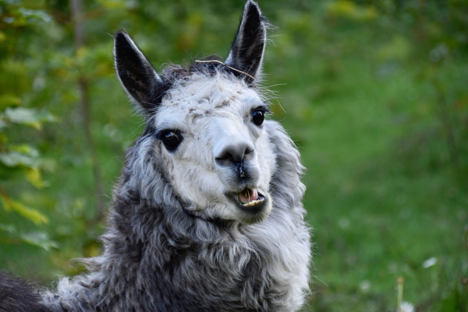 Nikon D5600 sample photo. Alpaca, camelids, alpaca nice photography