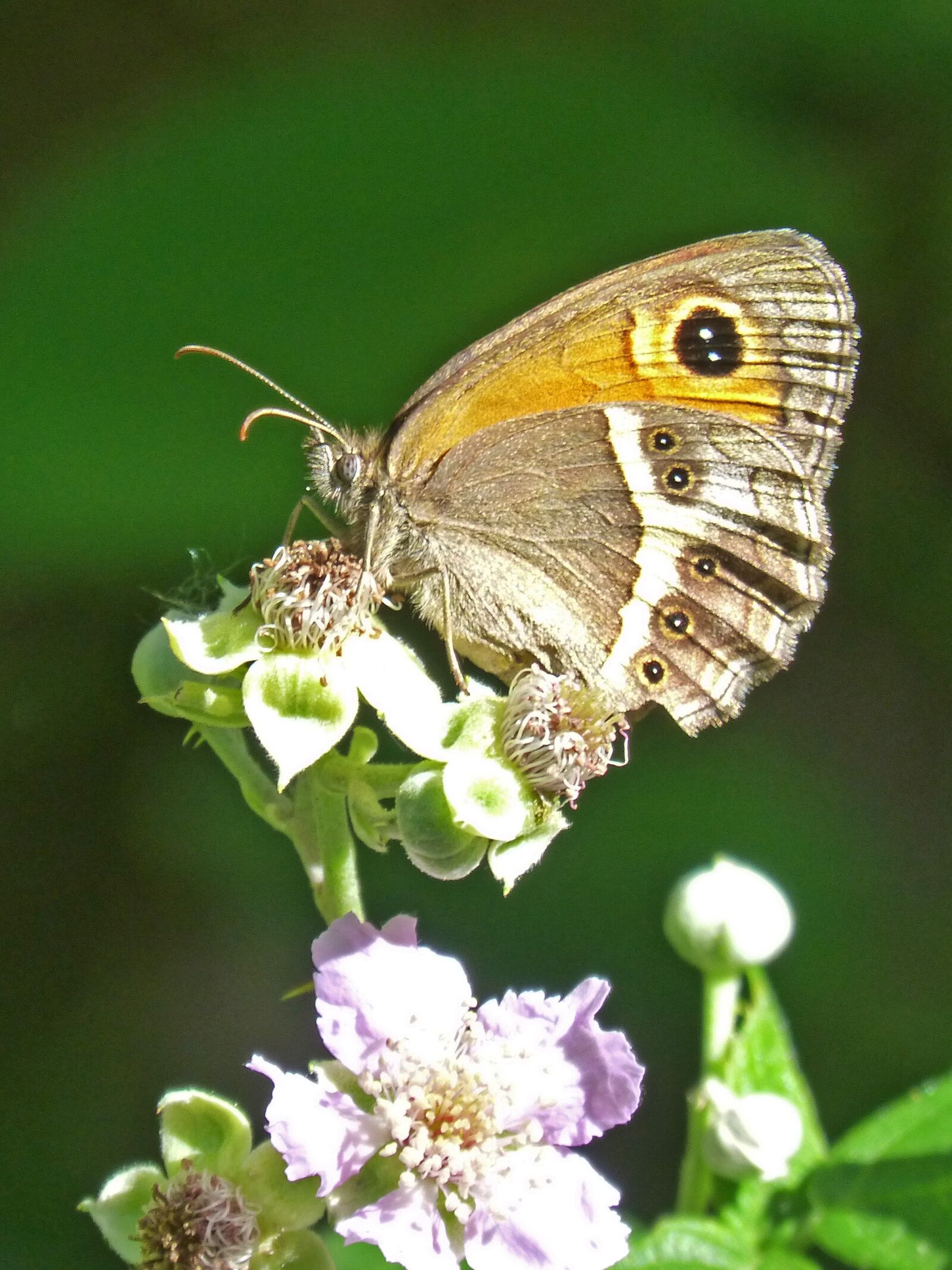 Panasonic DMC-FZ62 sample photo. Lobito list, blackberry, butterfly photography