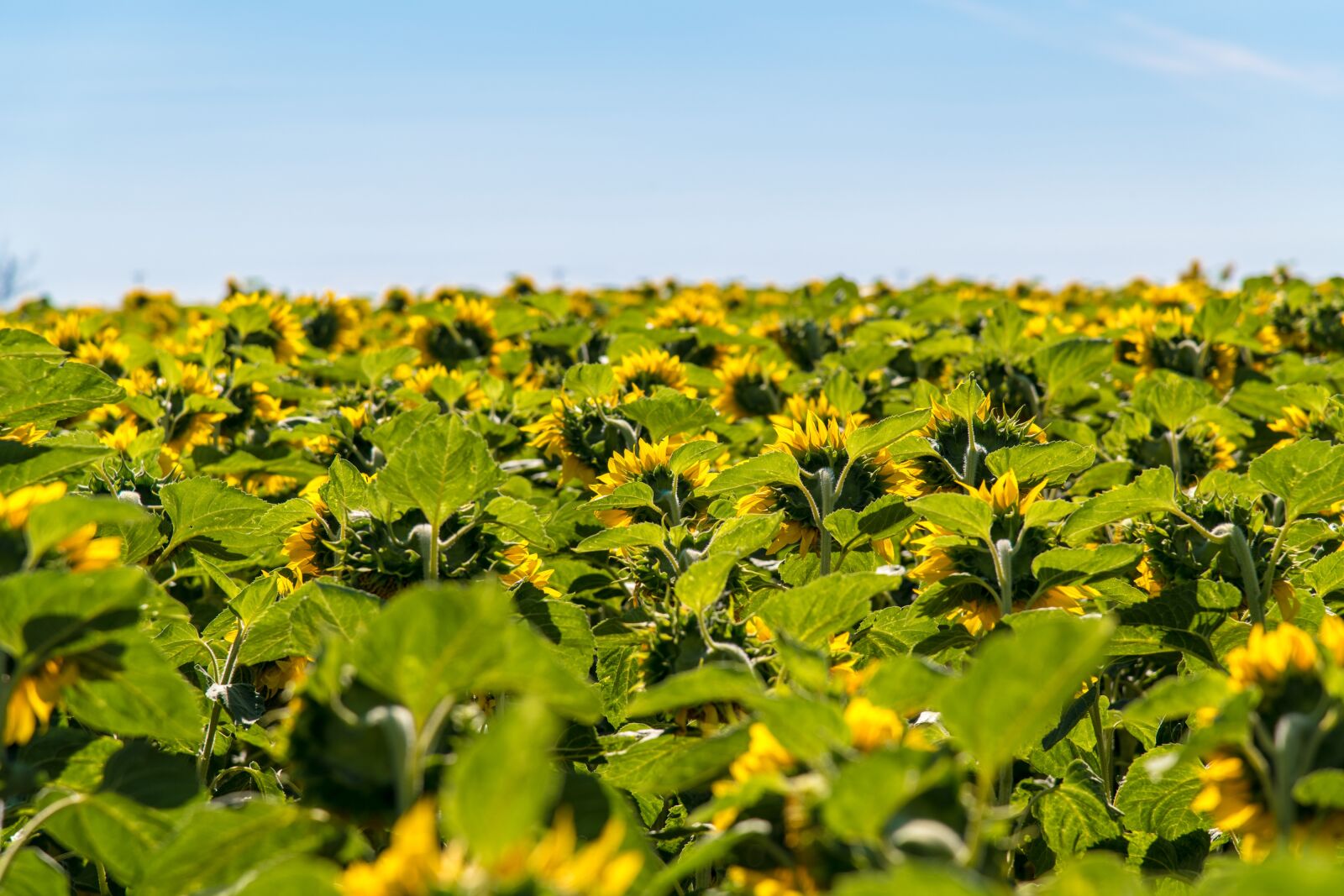 Nikon D850 sample photo. Sunflower, nature, field photography