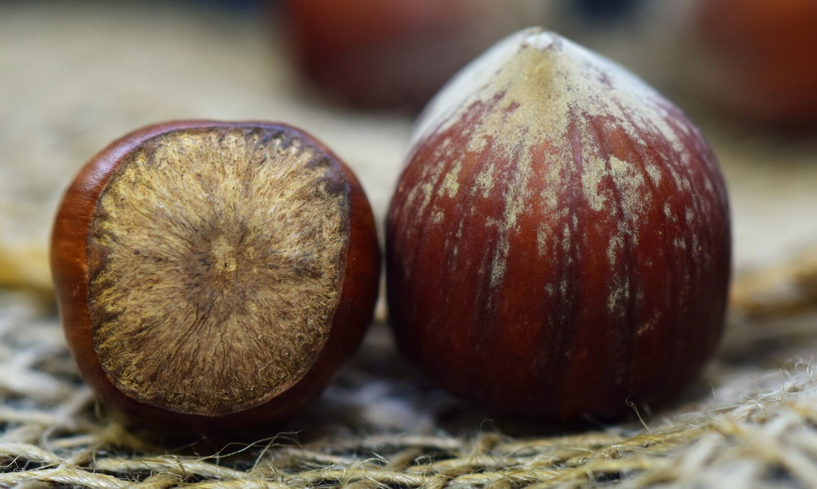 Nikon D3300 sample photo. Shells, nutshells, brown photography