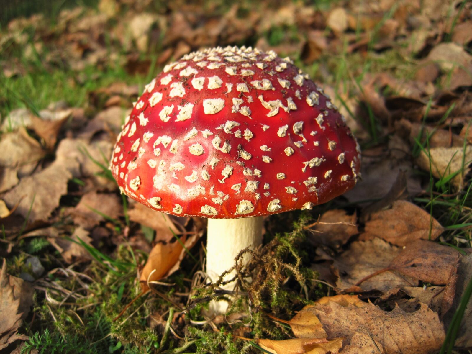 Canon PowerShot SD1200 IS (Digital IXUS 95 IS / IXY Digital 110 IS) sample photo. Fly agaric, lucky guy photography