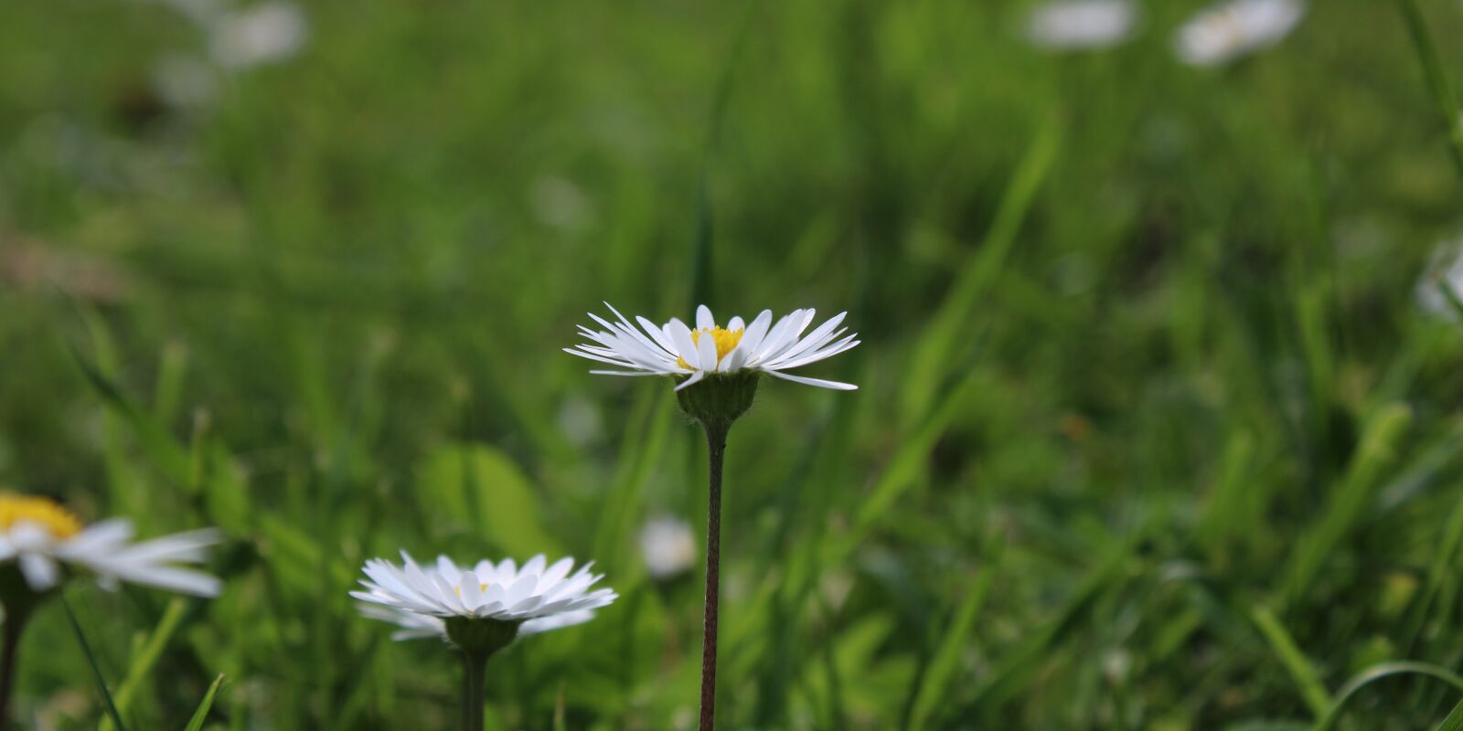 Canon EOS 2000D (EOS Rebel T7 / EOS Kiss X90 / EOS 1500D) sample photo. The beginning of spring photography