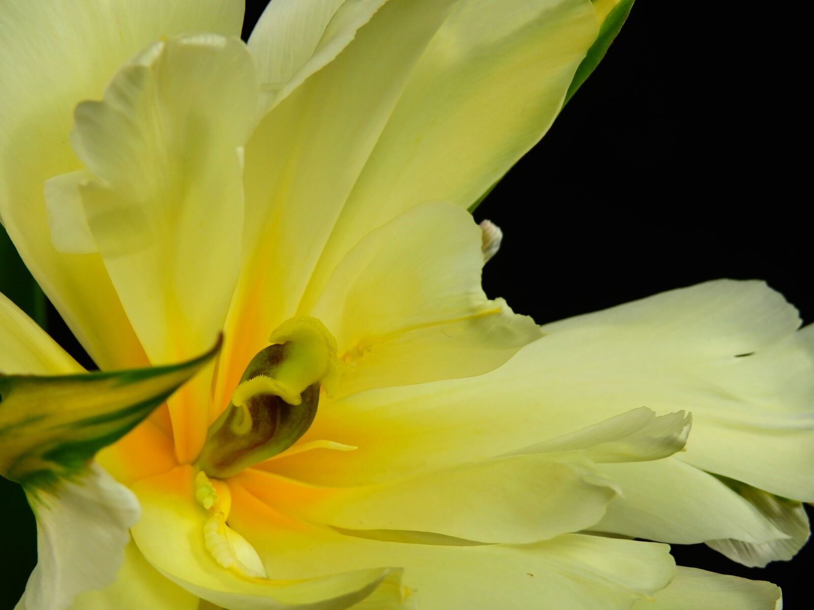 Nikon Coolpix P900 sample photo. Flowers, bloom, flower photography