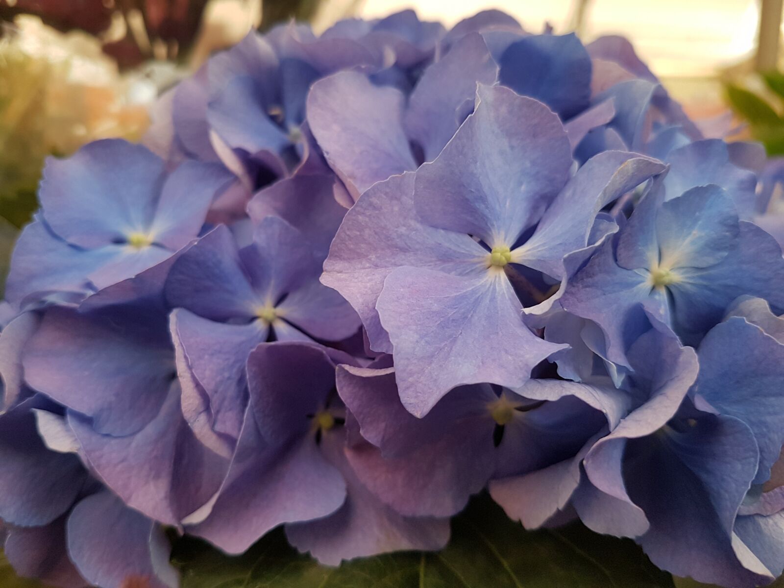 Samsung Galaxy S7 sample photo. Spring, flowers, nature photography