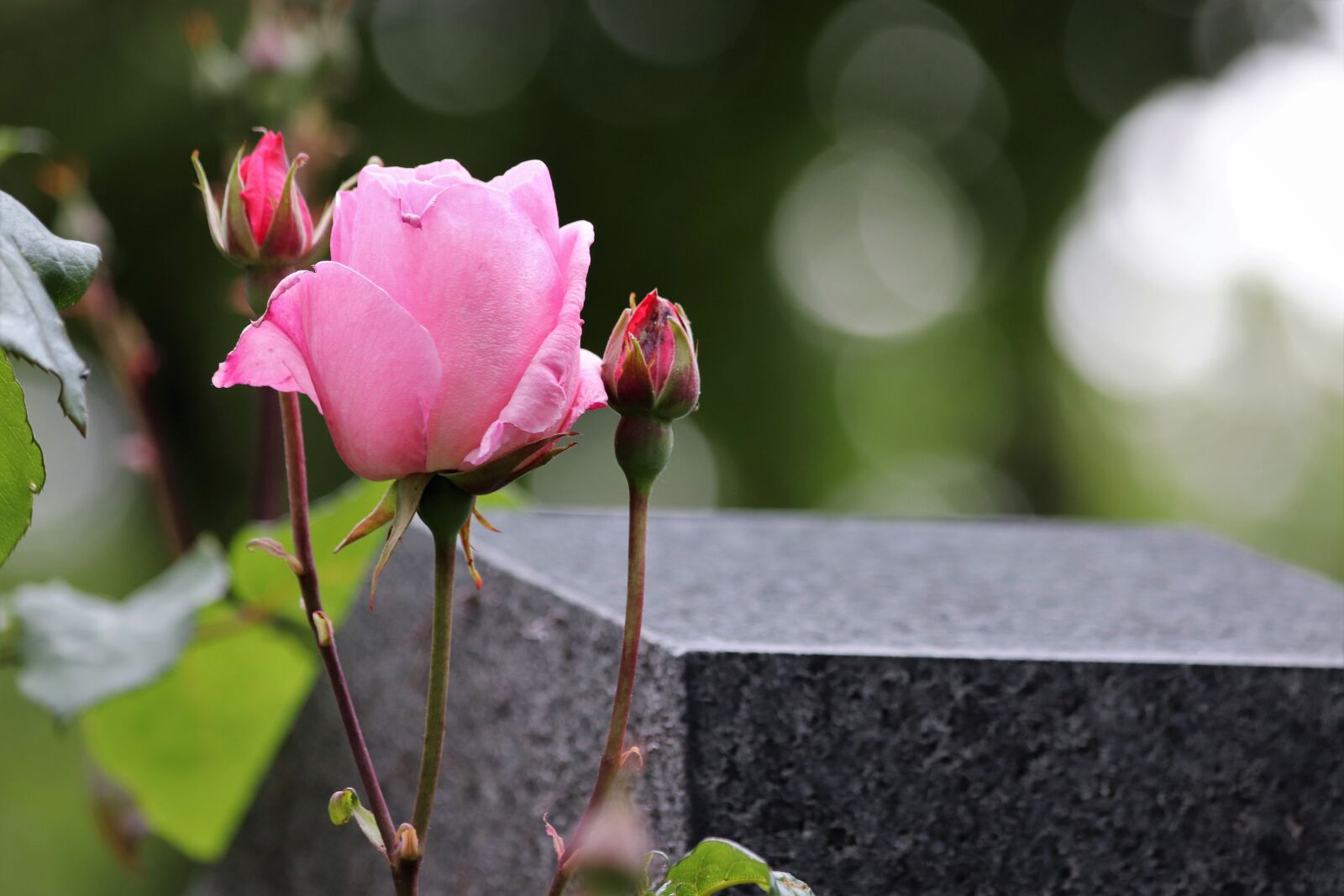 Canon EOS 200D (EOS Rebel SL2 / EOS Kiss X9) + Canon EF 70-300mm F4-5.6 IS USM sample photo. Pink rose, buds, gravestone photography