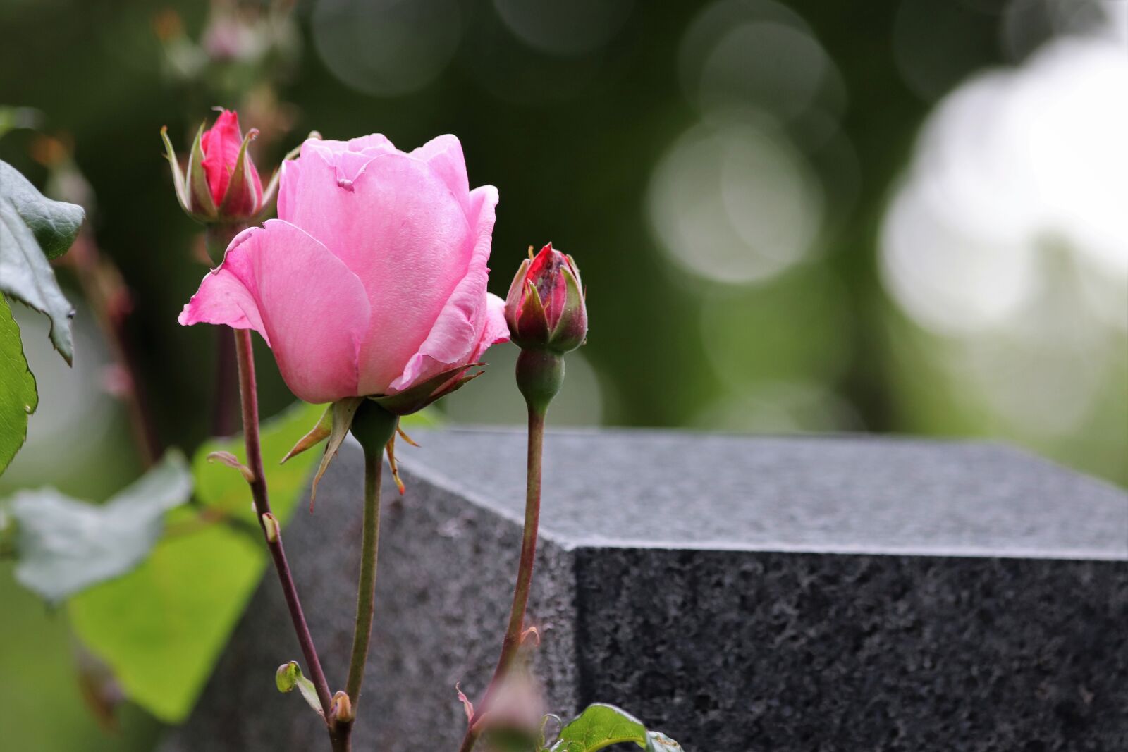 Canon EF 70-300mm F4-5.6 IS USM sample photo. Pink rose, buds, gravestone photography
