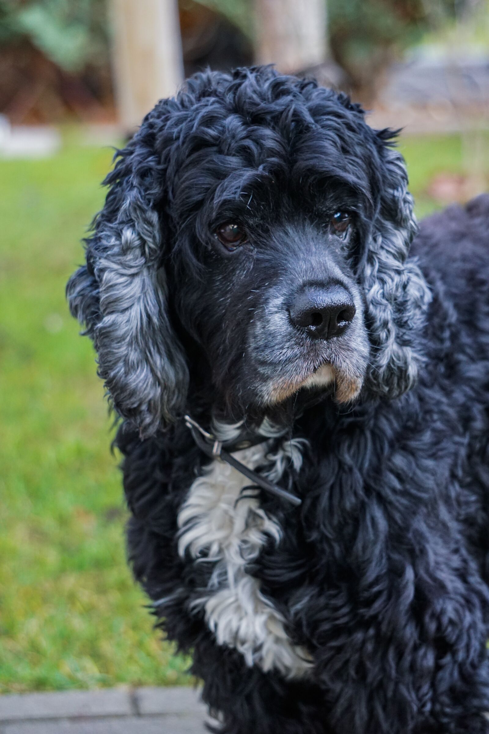 Sony E 55-210mm F4.5-6.3 OSS sample photo. Dog, pet, cute photography