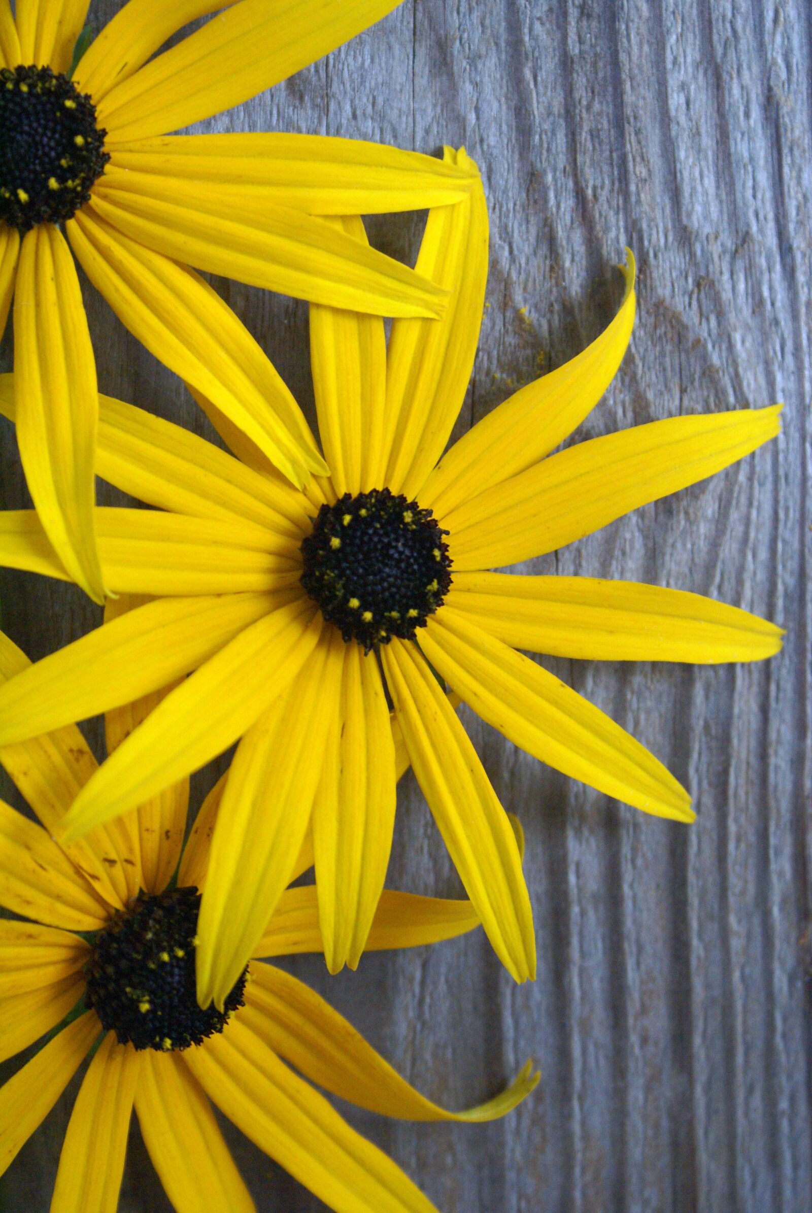 Sony Alpha DSLR-A100 sample photo. Yellow blossom, blossom, flowers photography