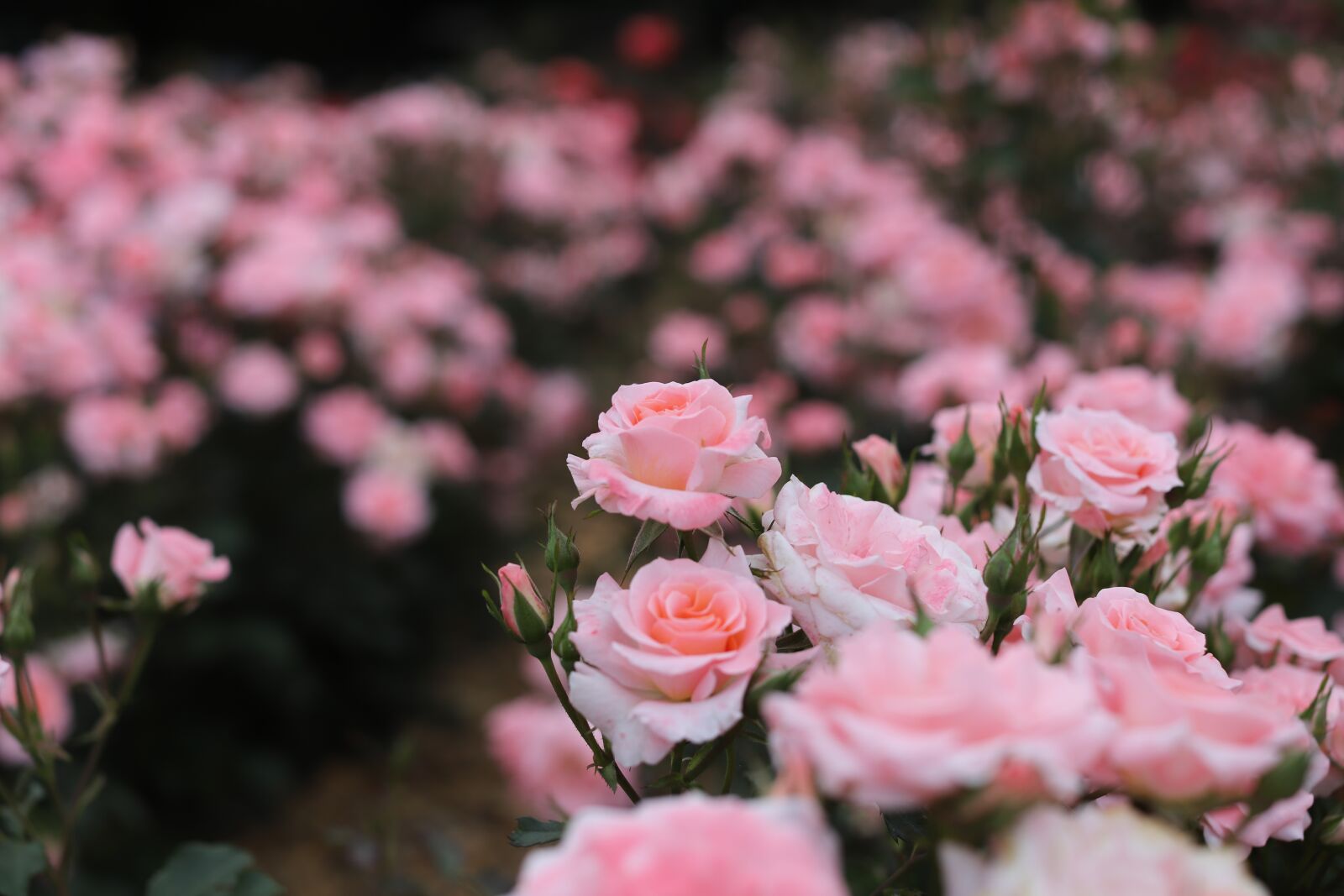 Canon EOS 6D Mark II + Canon EF 50mm F1.2L USM sample photo. Flower, rose, blossom photography