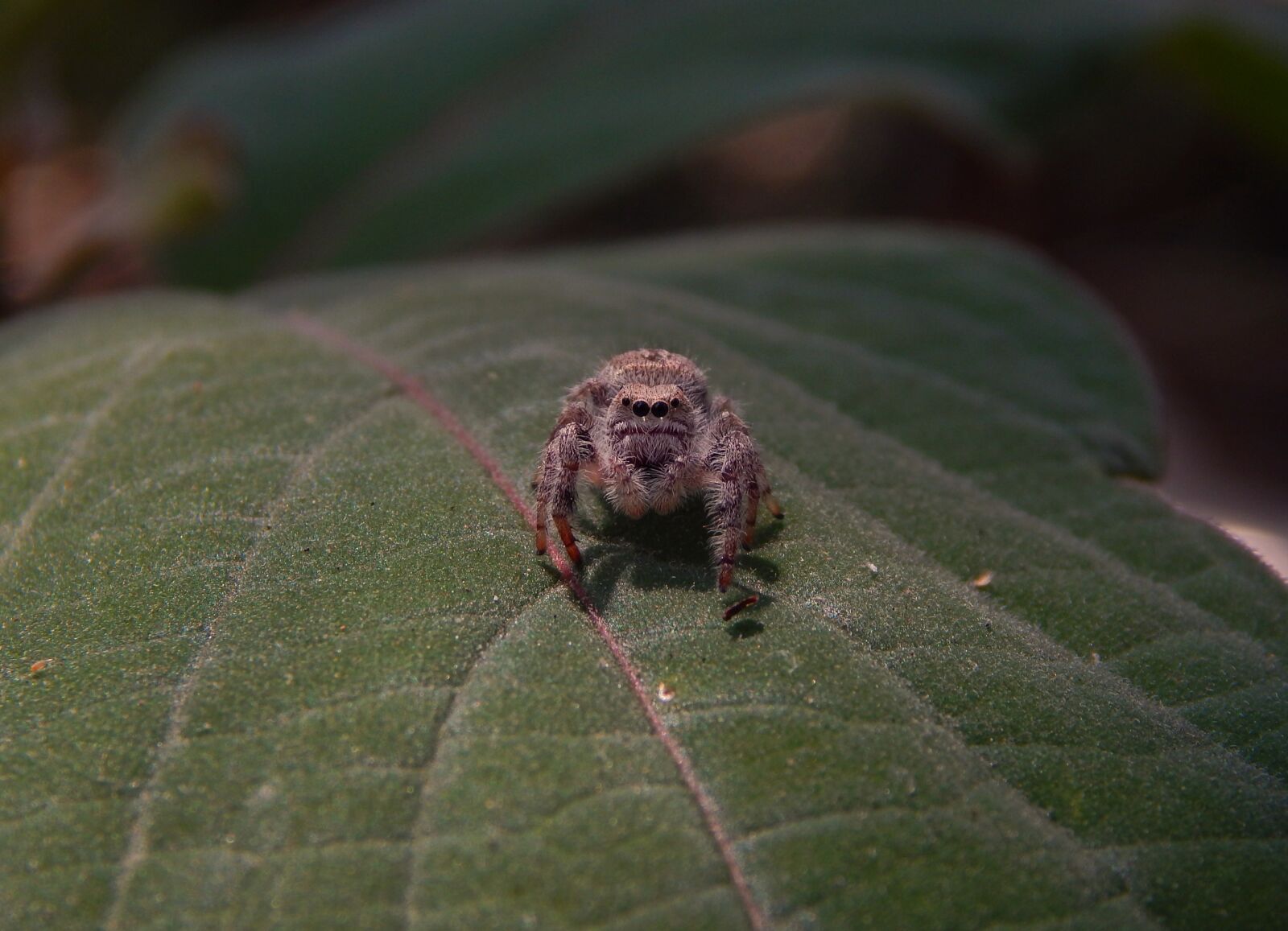 Nikon Coolpix L820 sample photo. Spider, animal, spring photography