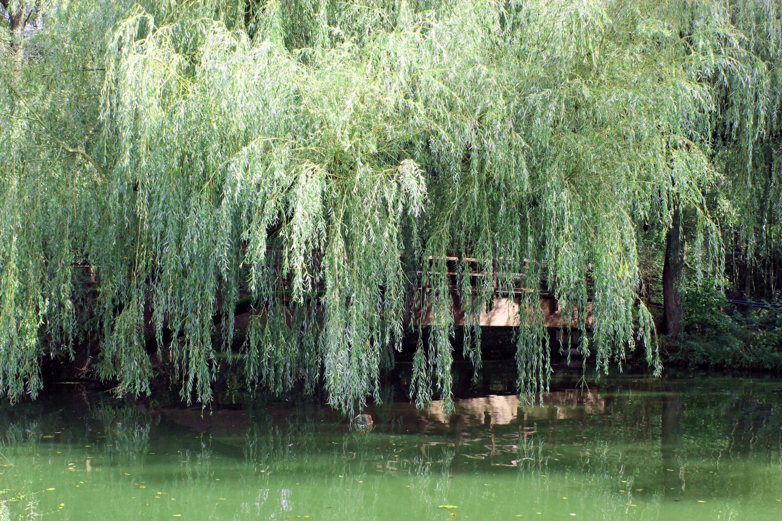Canon EOS 1100D (EOS Rebel T3 / EOS Kiss X50) sample photo. Landscape, pasture, waters photography