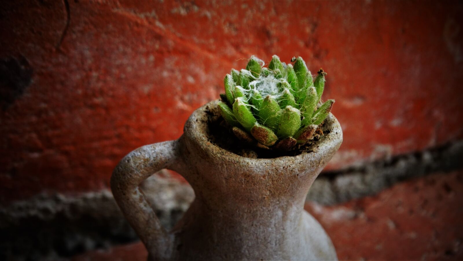 Sony Cyber-shot DSC-HX300 sample photo. Succulent, krug, houseleek photography