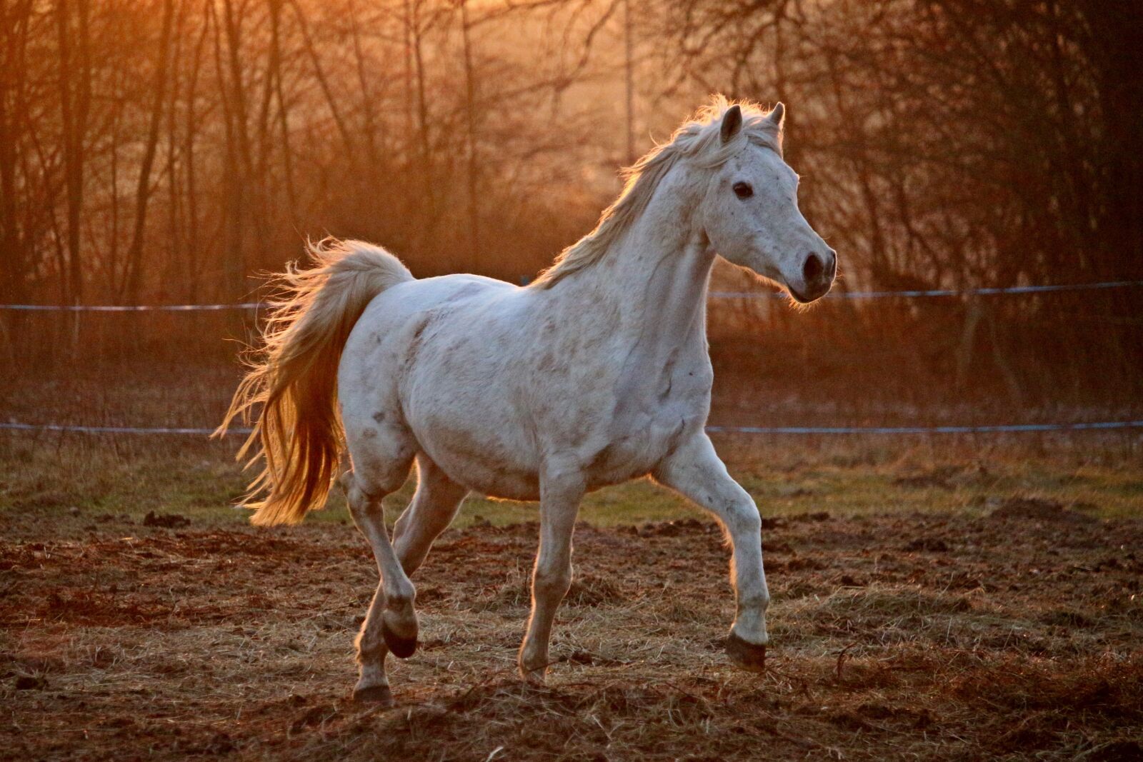 Canon EOS 100D (EOS Rebel SL1 / EOS Kiss X7) sample photo. Horse, evening light, mold photography