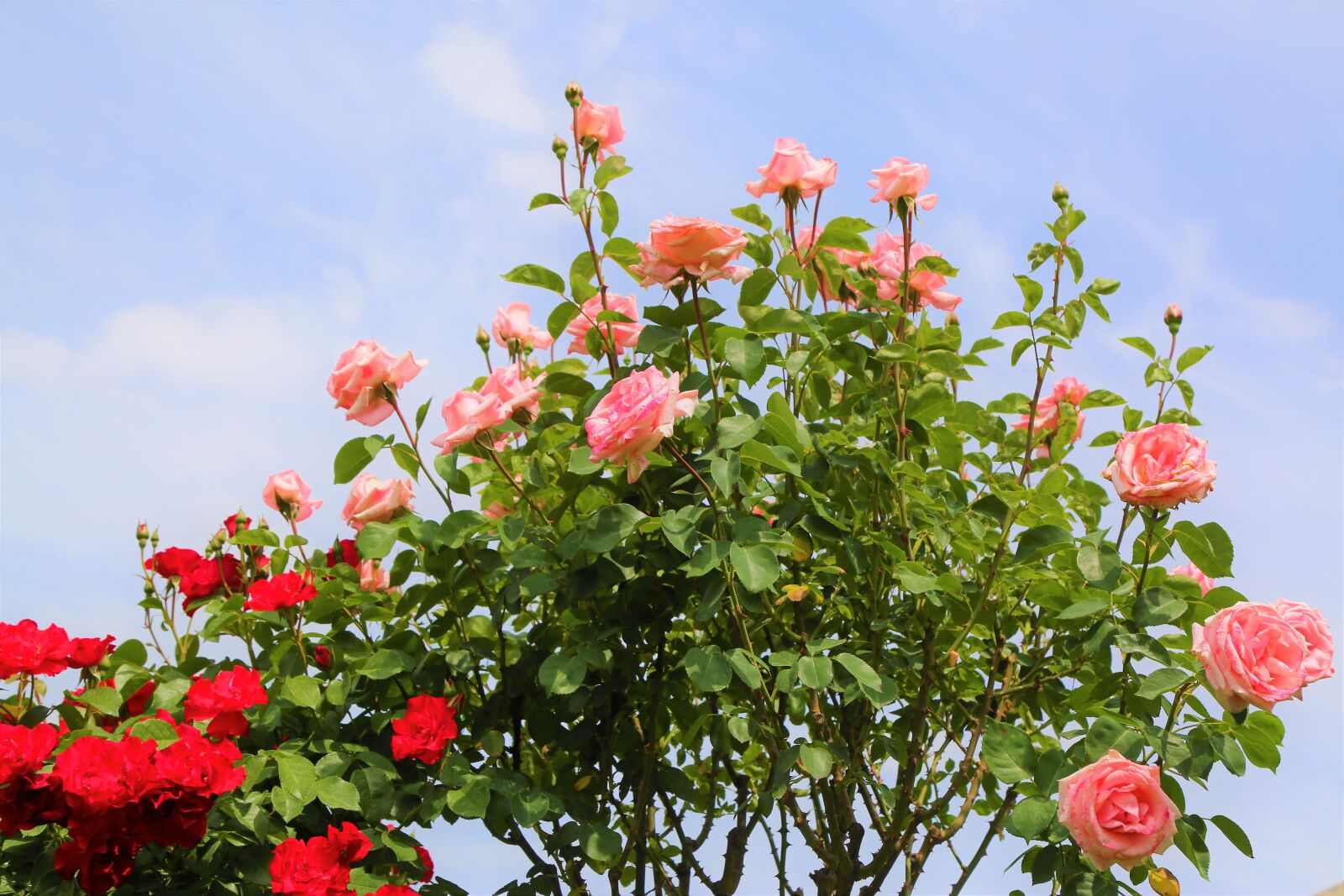 Canon EOS 5D Mark III sample photo. Roses, spring, flower photography