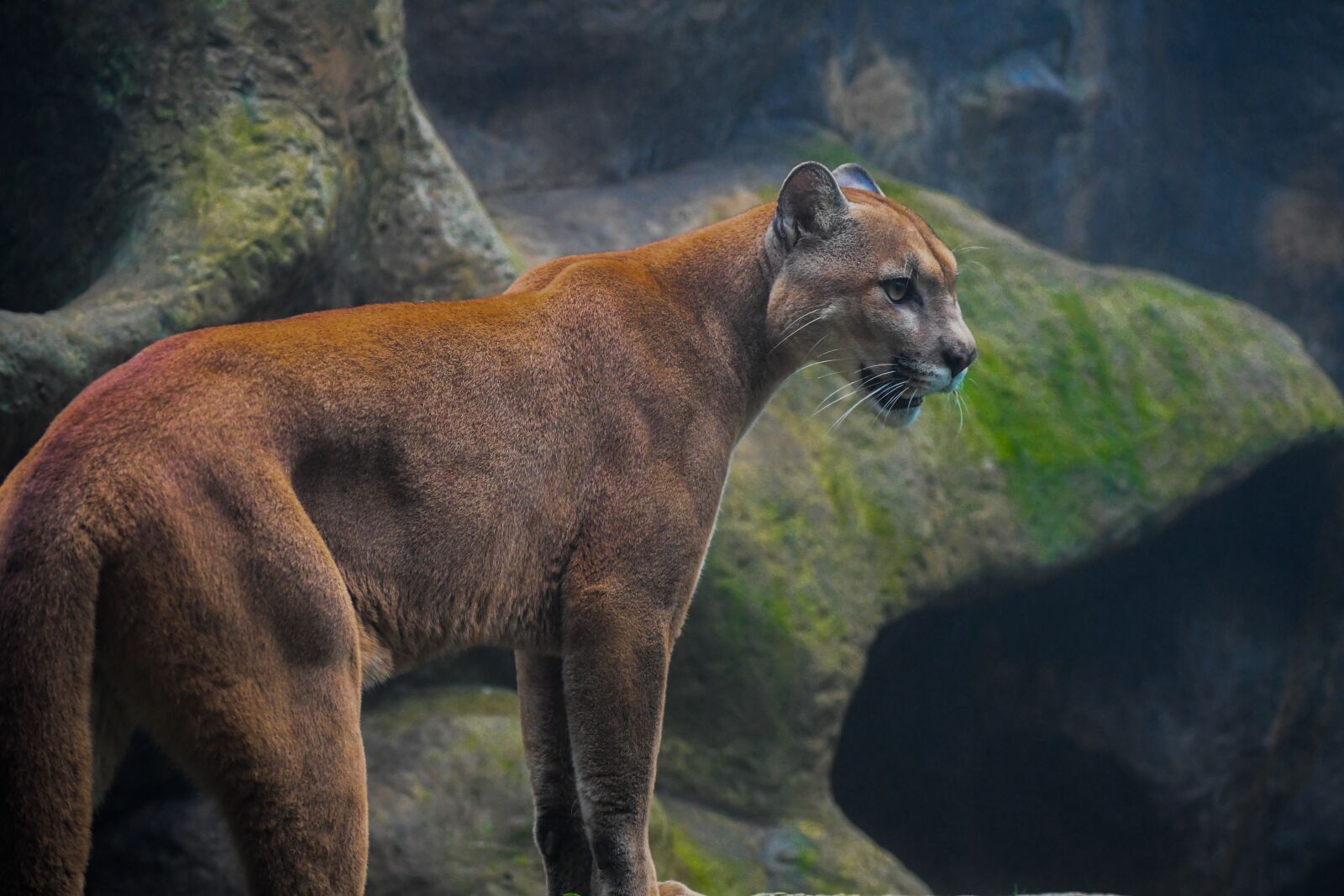 Nikon D7500 sample photo. Feline, cat, predator photography