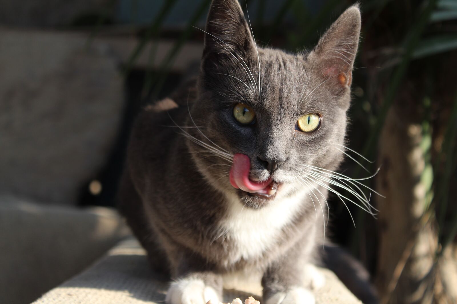 Canon EOS 1300D (EOS Rebel T6 / EOS Kiss X80) sample photo. Cat, grey, pet photography