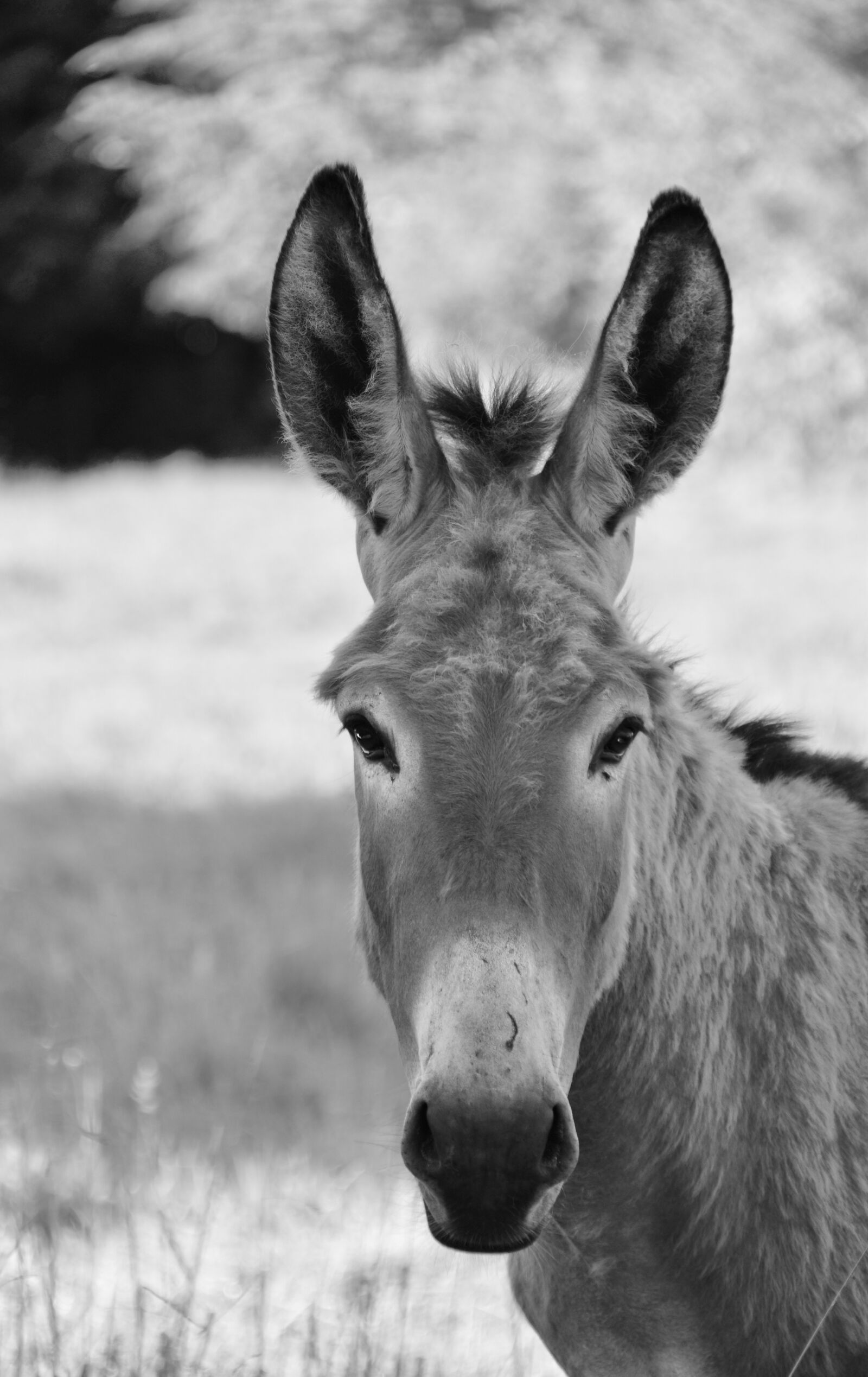 Nikon D5600 sample photo. Donkey, colt, photo portrait photography