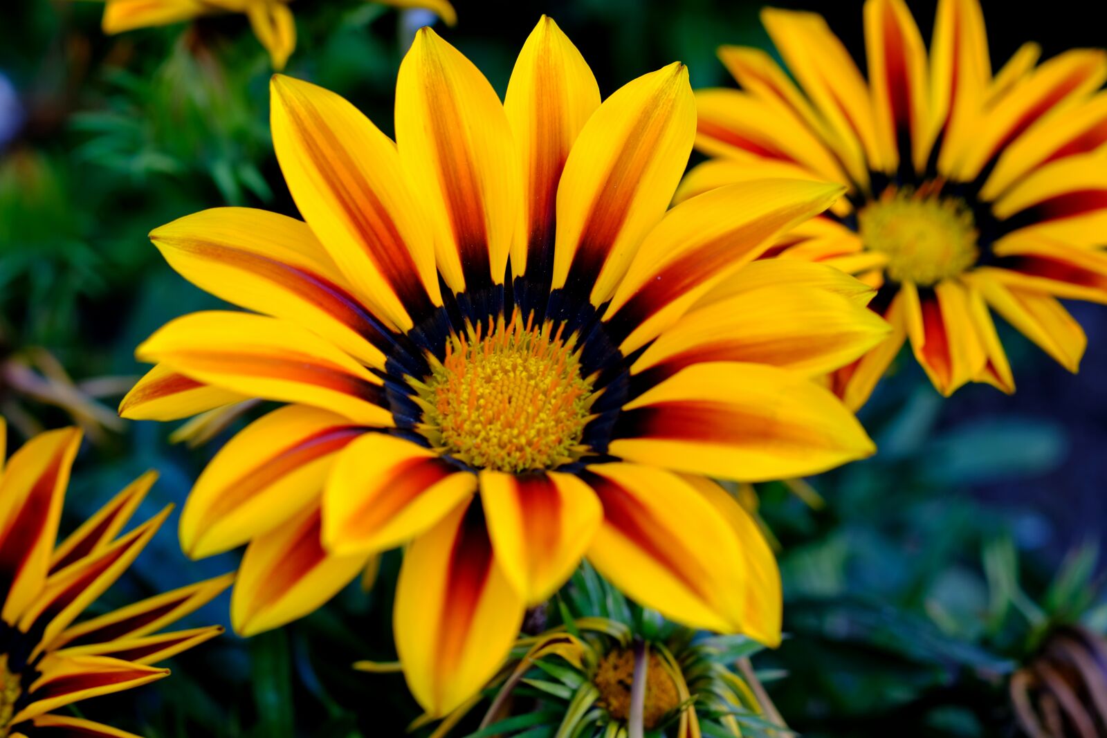 Fujifilm X-T20 sample photo. Gazani hybrids, flower, yellow photography