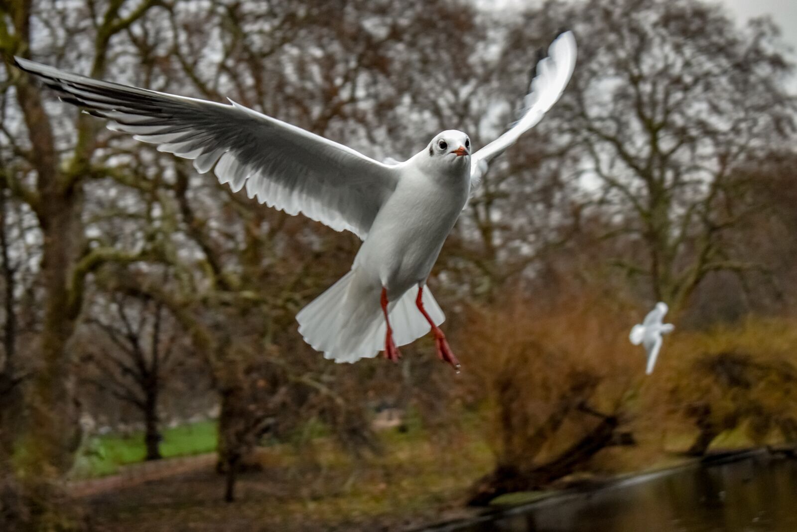 Nikon D3300 sample photo. Gull, bird, seagull photography