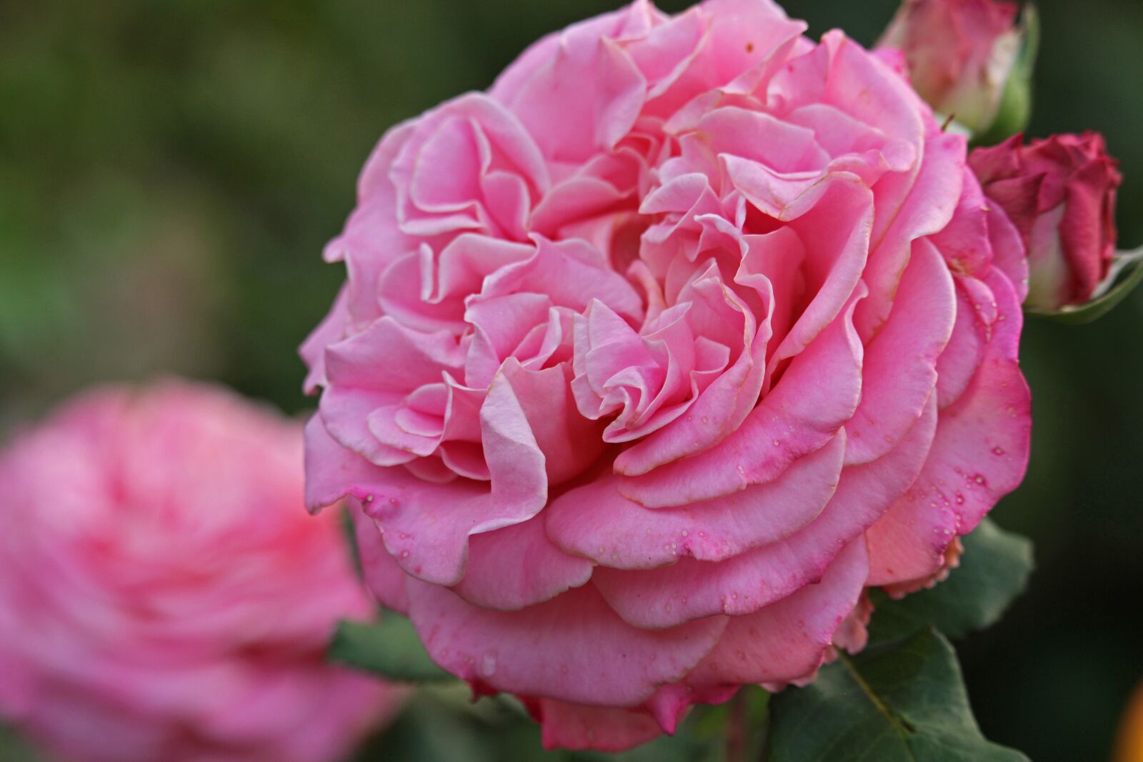 Canon EF-S 55-250mm F4-5.6 IS STM sample photo. Rose, scented rose, beauty photography