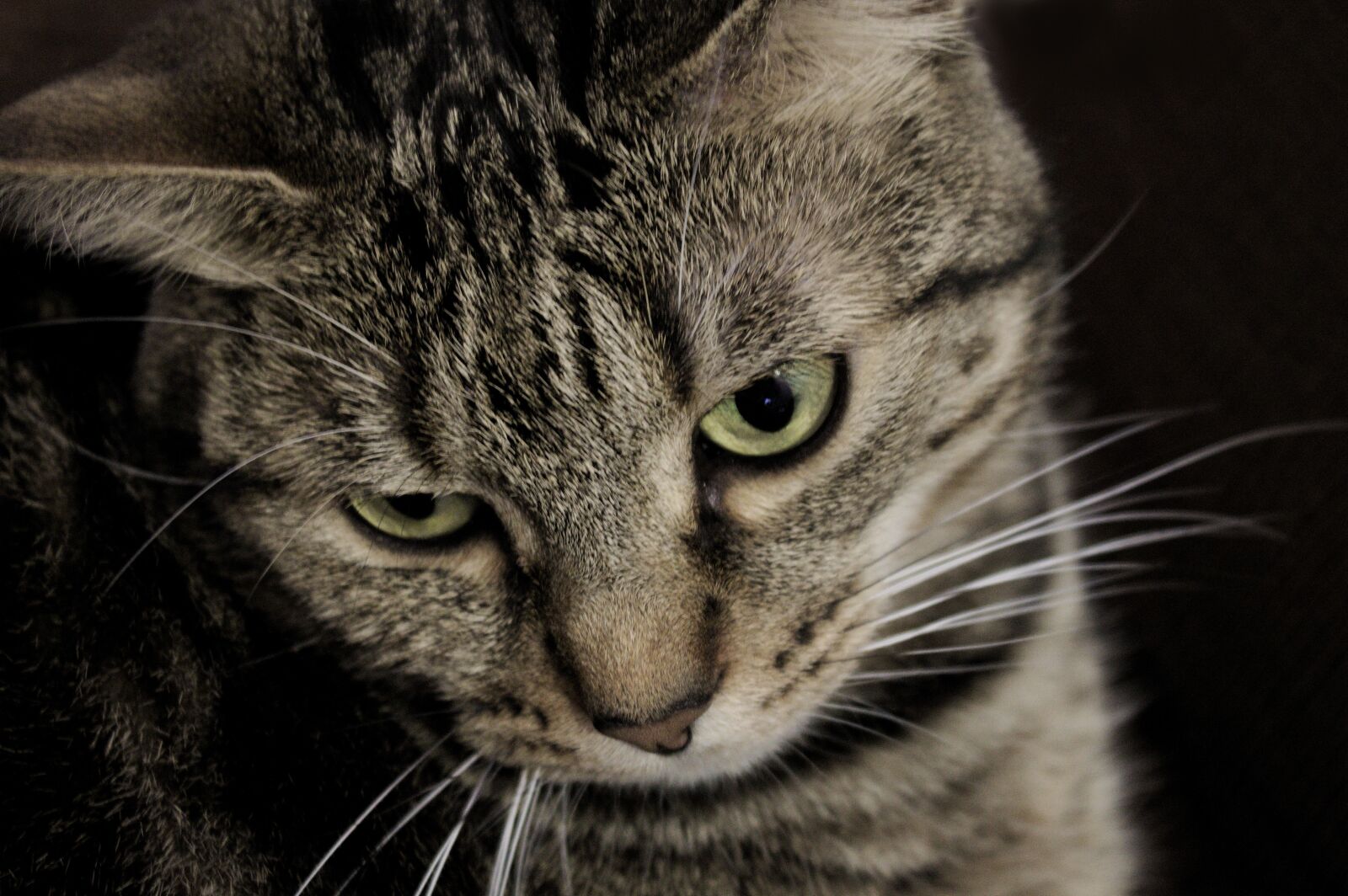Canon EOS 1100D (EOS Rebel T3 / EOS Kiss X50) sample photo. Cat, european cat gray photography