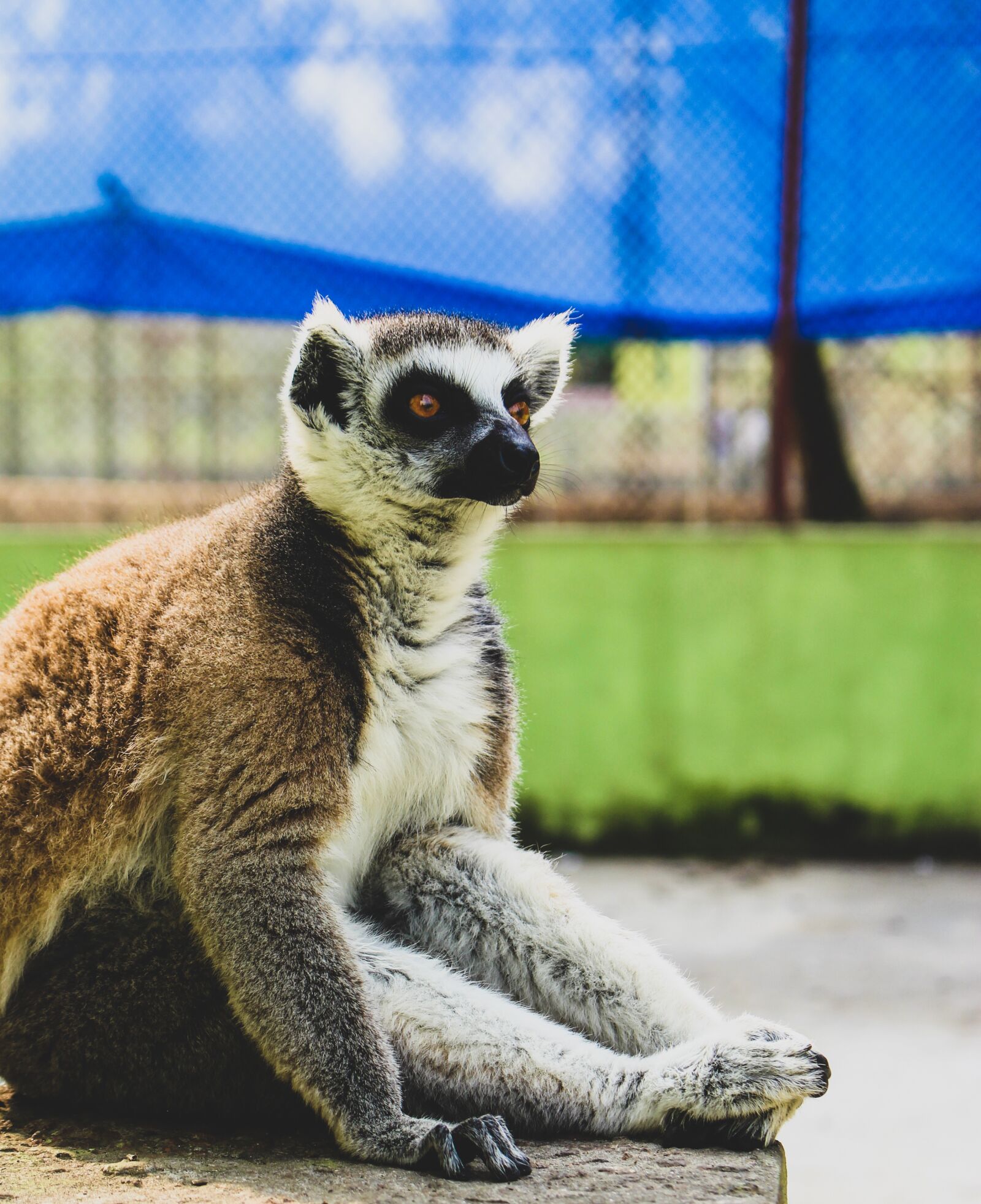 Canon EOS 700D (EOS Rebel T5i / EOS Kiss X7i) + Canon EF-S 18-55mm F3.5-5.6 IS STM sample photo. Ring-tailed lemur, madagascar cat photography