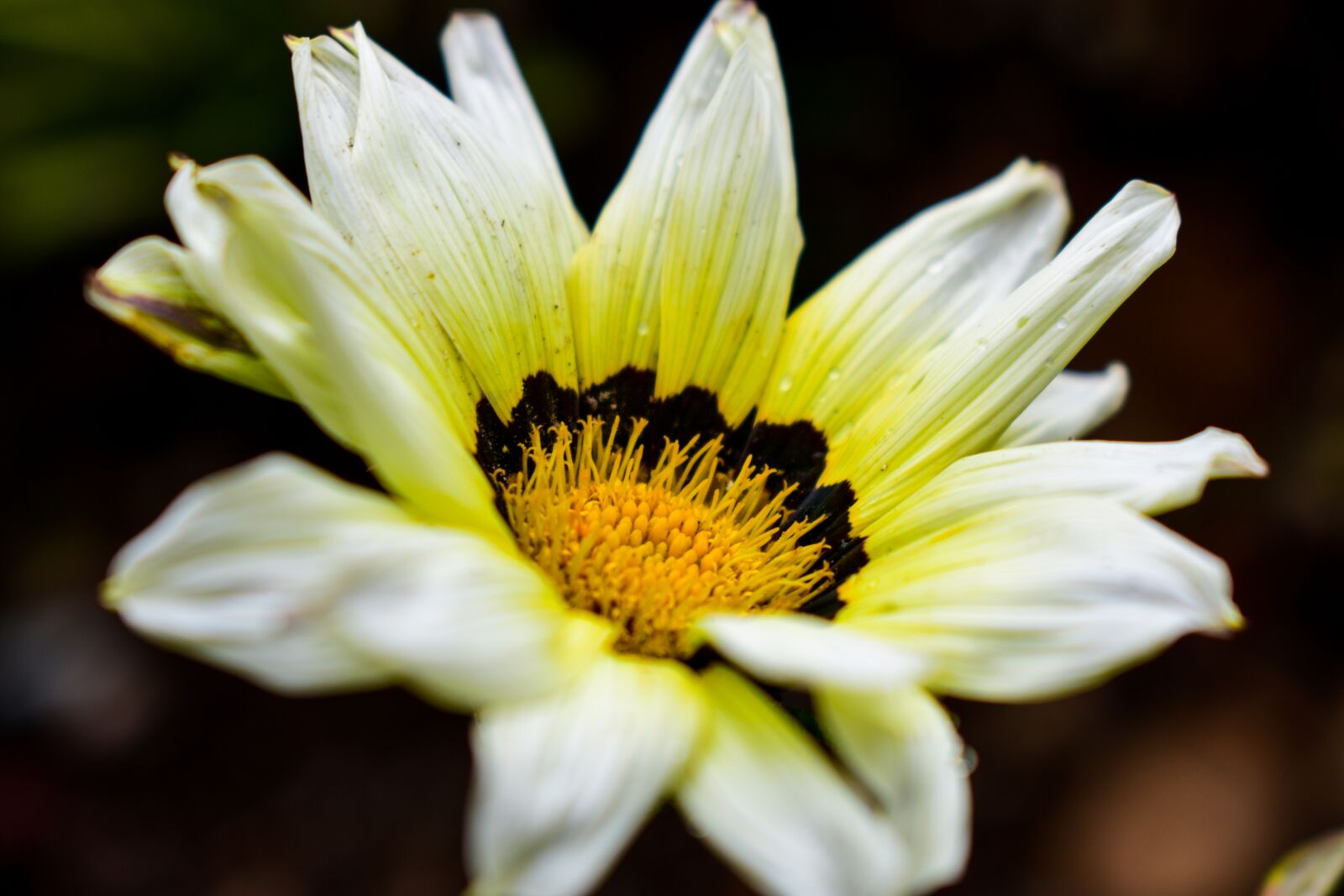 Nikon D3400 sample photo. Flower, nature, plant photography