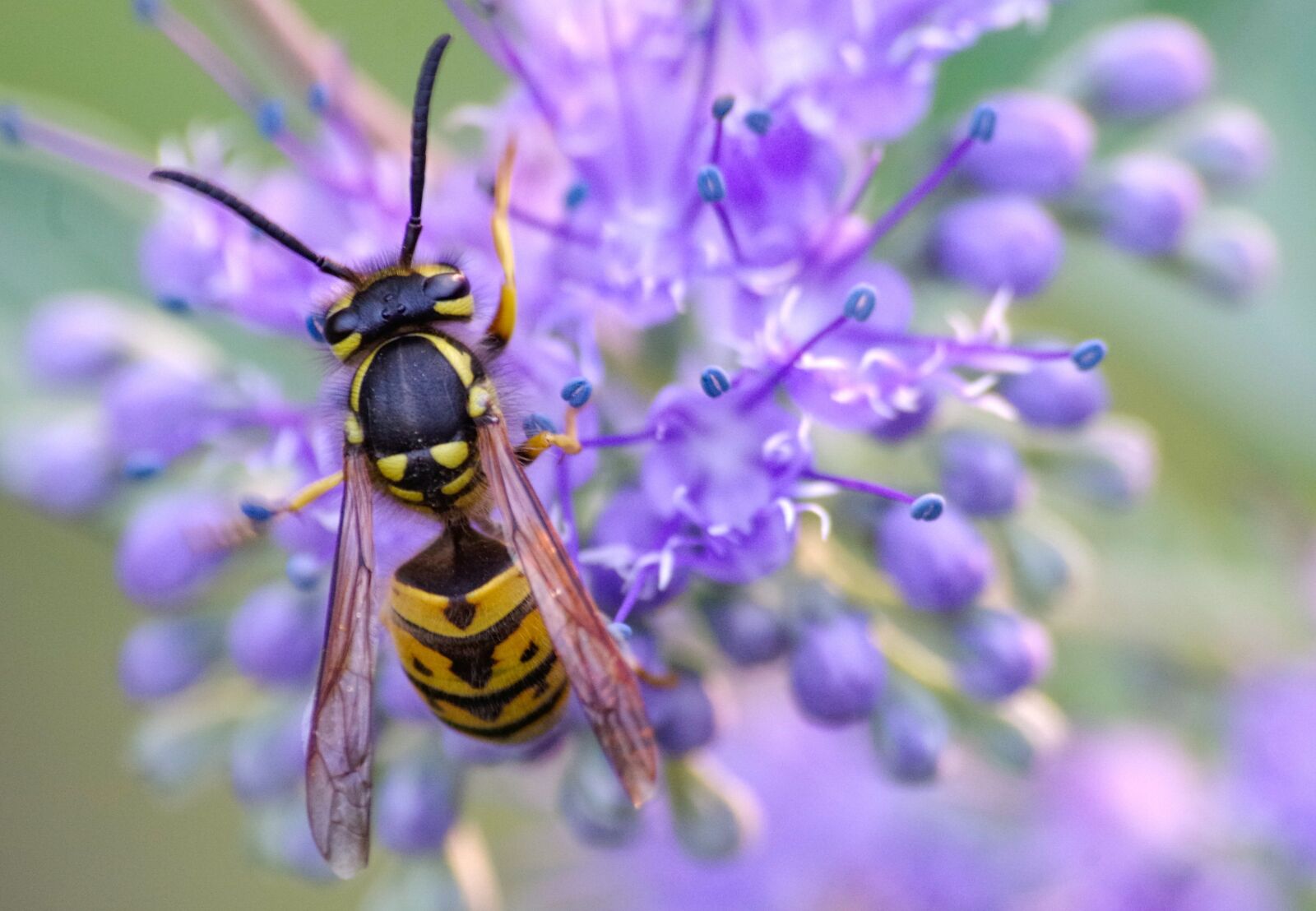 Pentax K-30 + Sigma sample photo. Wasp, blossom, bloom photography