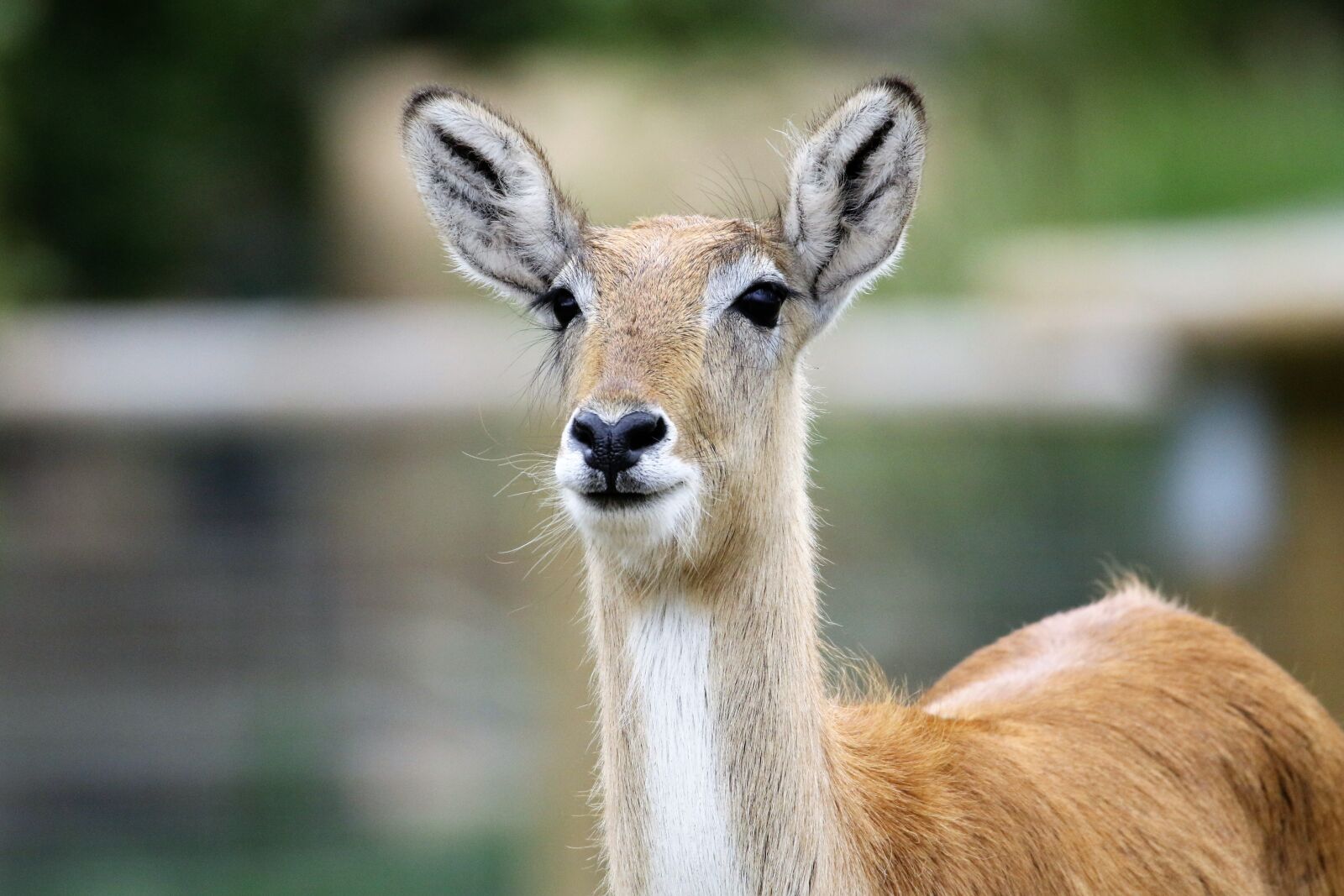 Canon EOS 7D Mark II sample photo. Deer, antelope, nature photography