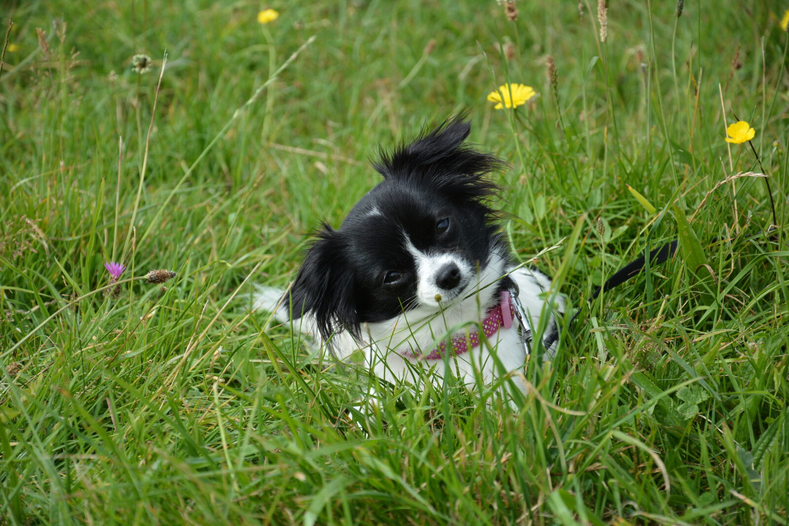 Nikon D7100 sample photo. Adorable, animal, canine, cute photography