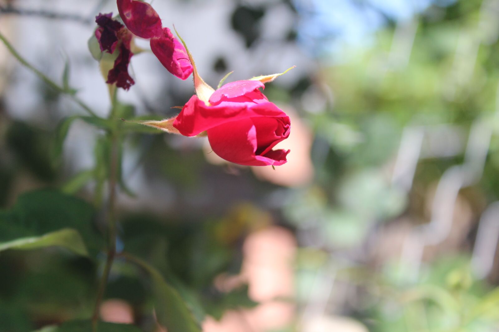 Canon EOS 600D (Rebel EOS T3i / EOS Kiss X5) sample photo. Flower, rose, red photography