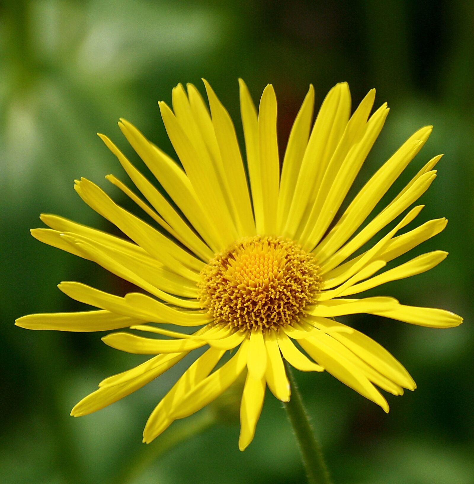 Canon EOS 1000D (EOS Digital Rebel XS / EOS Kiss F) sample photo. Nature, flowers, handsomely photography