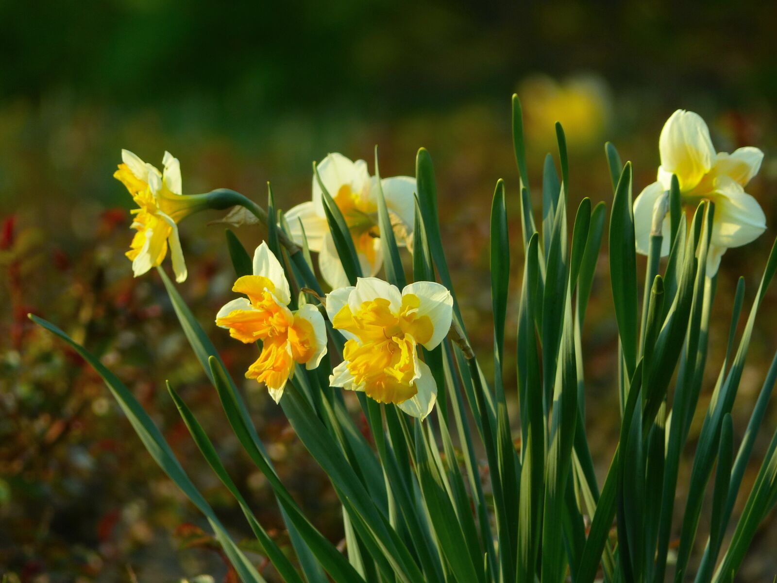 Panasonic Lumix DMC-FZ200 sample photo. Daffodils, flowers, narcissus photography